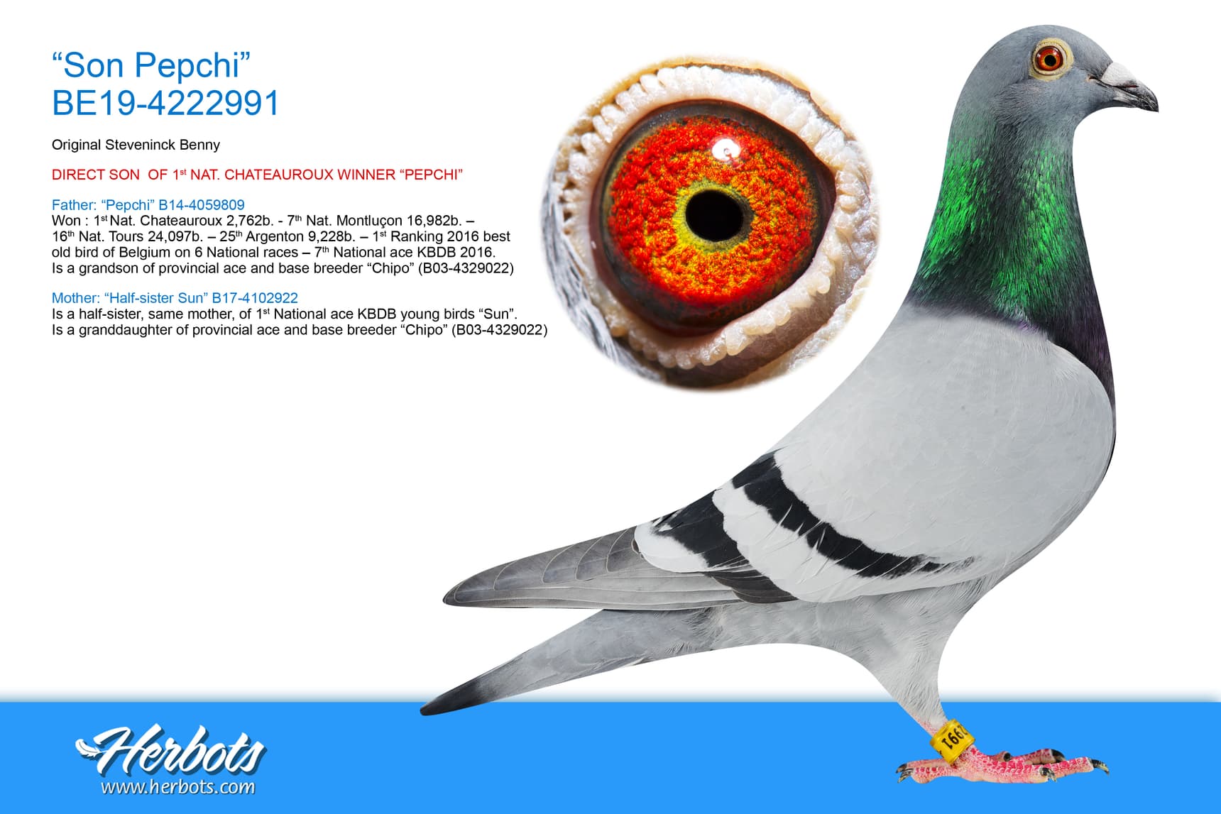 pigeon: undefined