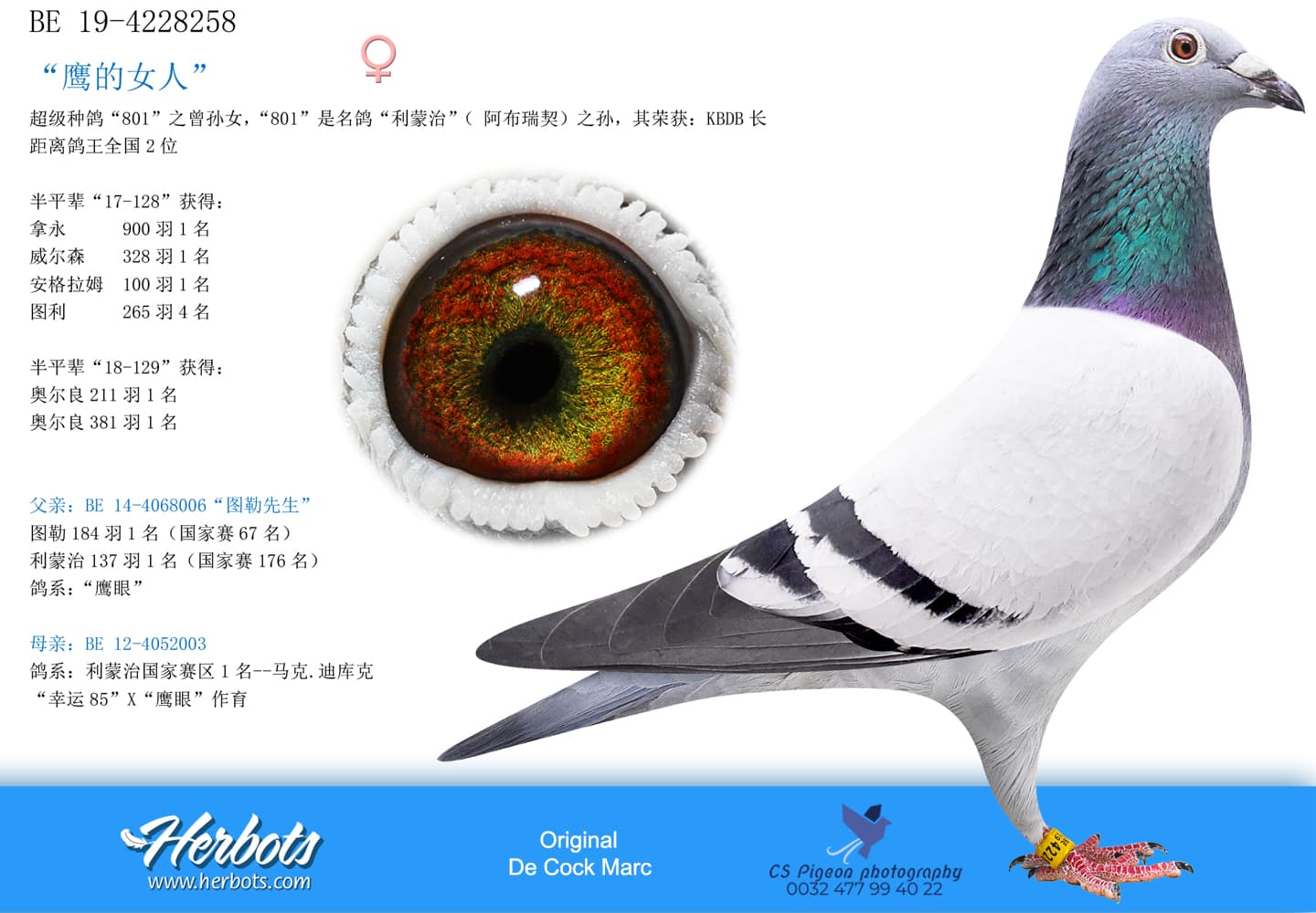 pigeon: “鹰女士”