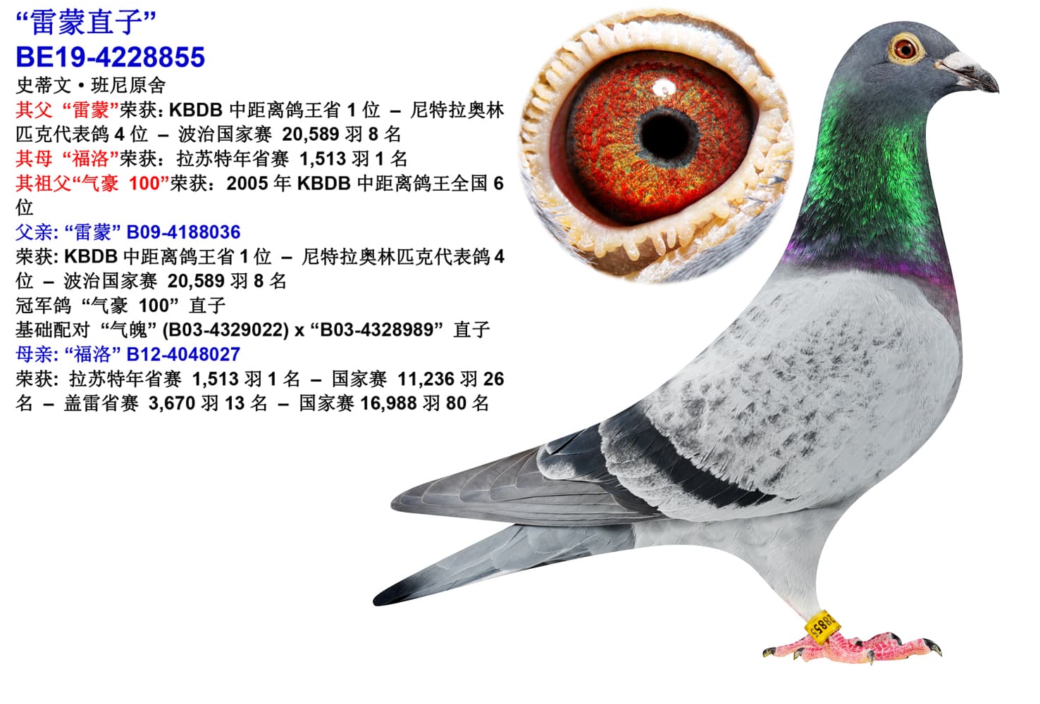 pigeon: undefined