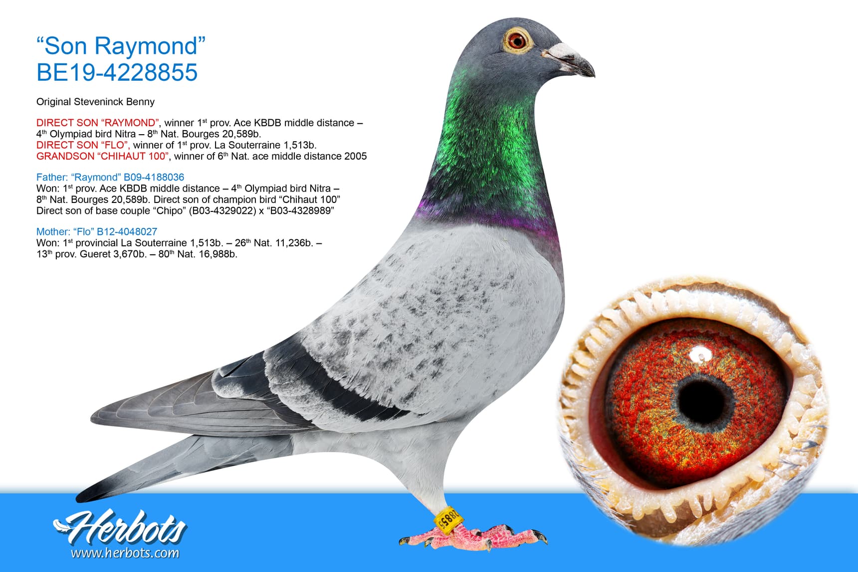 pigeon: undefined