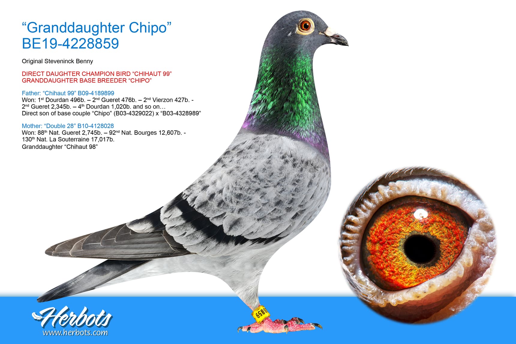 pigeon: undefined