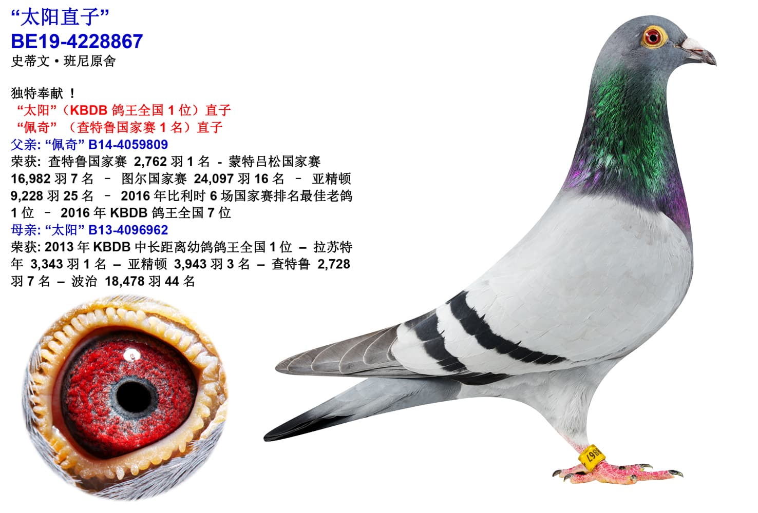 pigeon: undefined