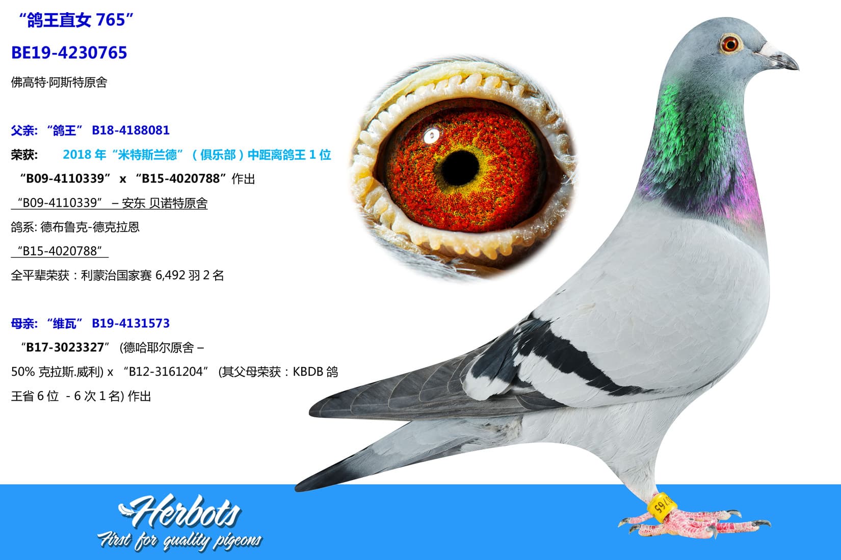 pigeon: undefined