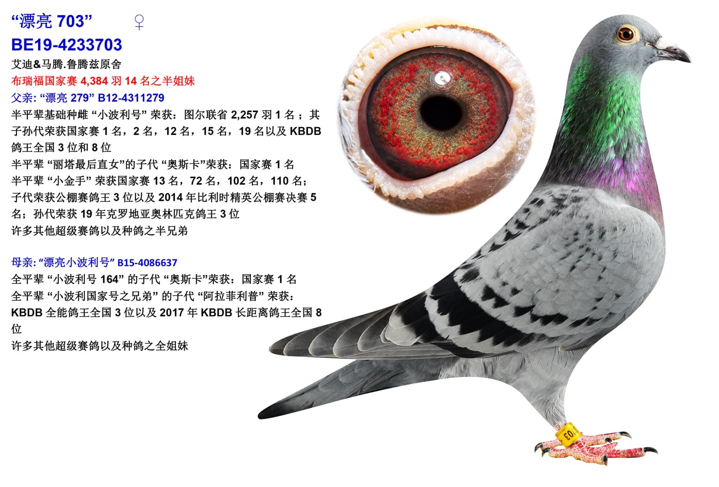 pigeon: “漂亮703”