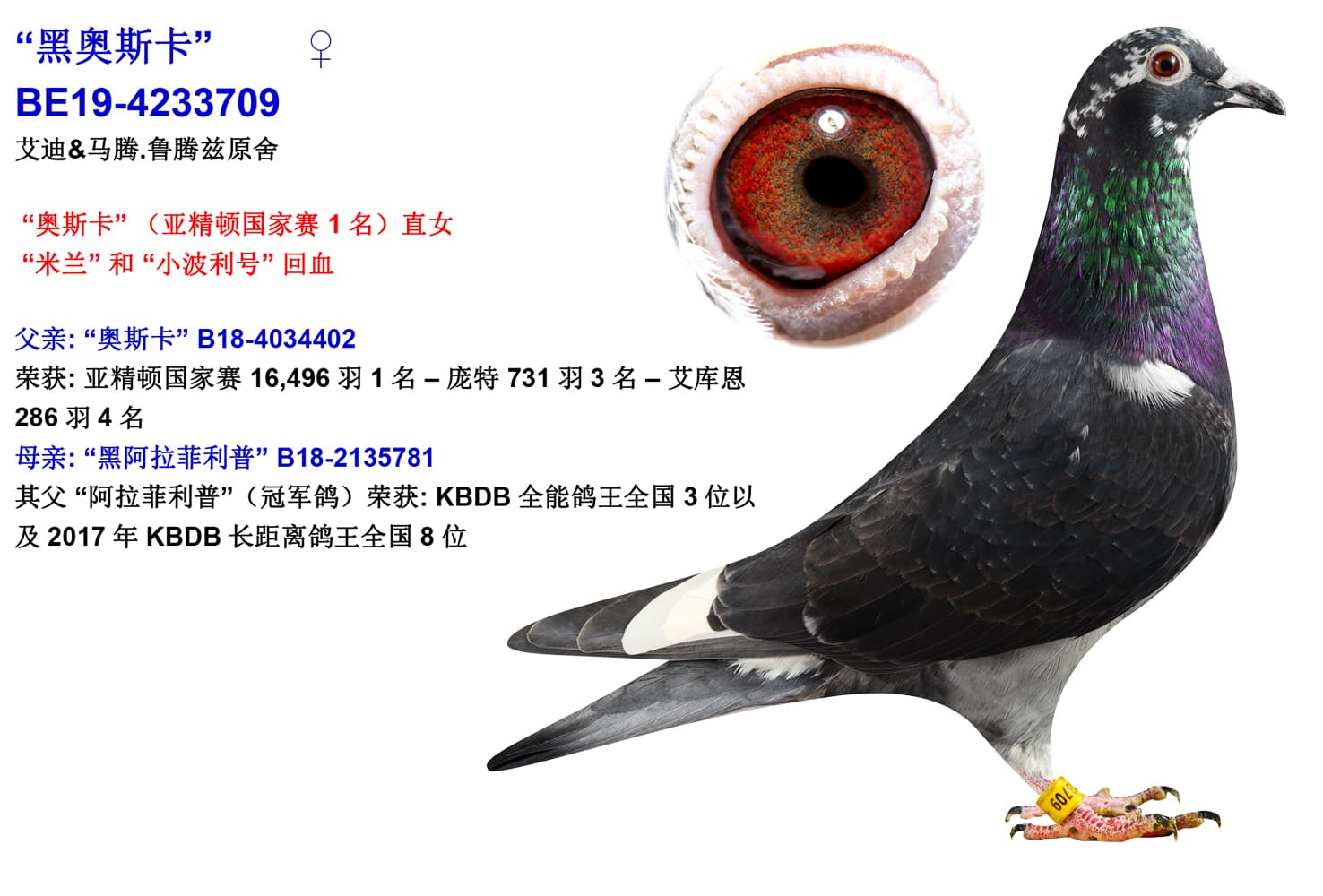 pigeon: “黑奥斯卡”