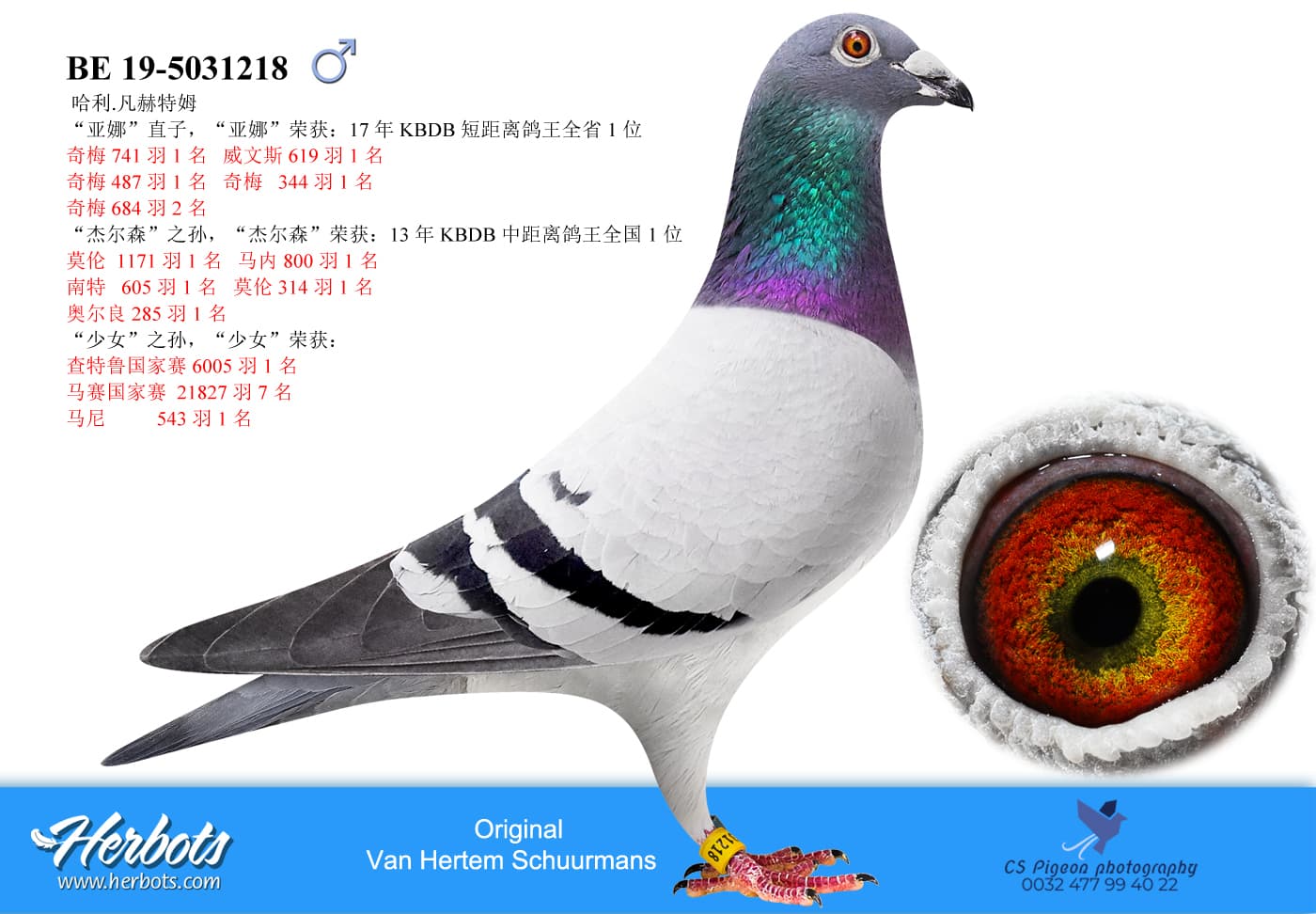 pigeon: undefined