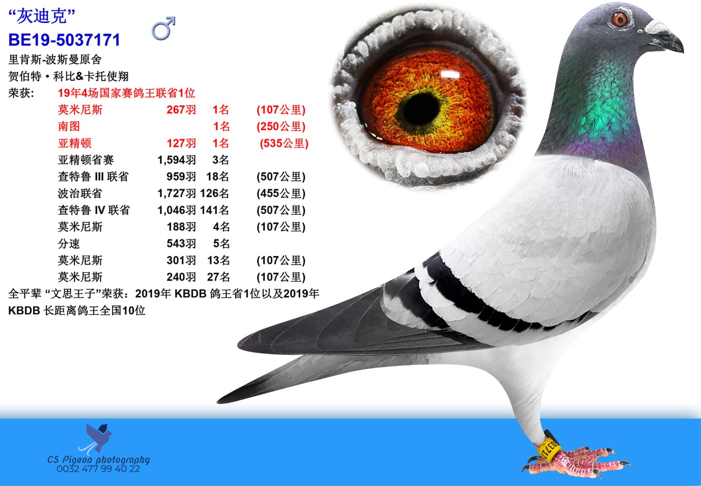 pigeon: “灰迪克”