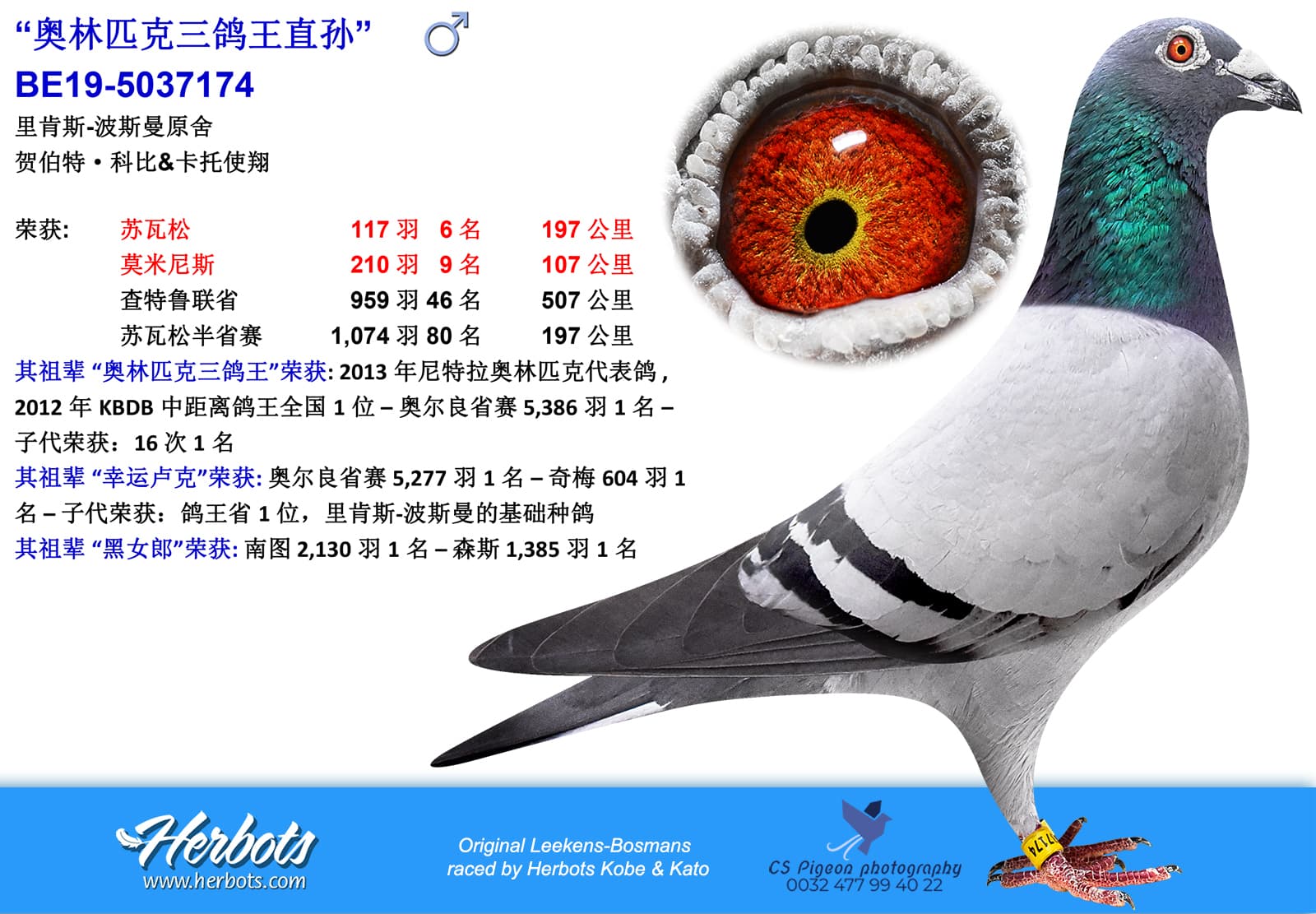 pigeon: “奥林匹克三鸽王直孙”