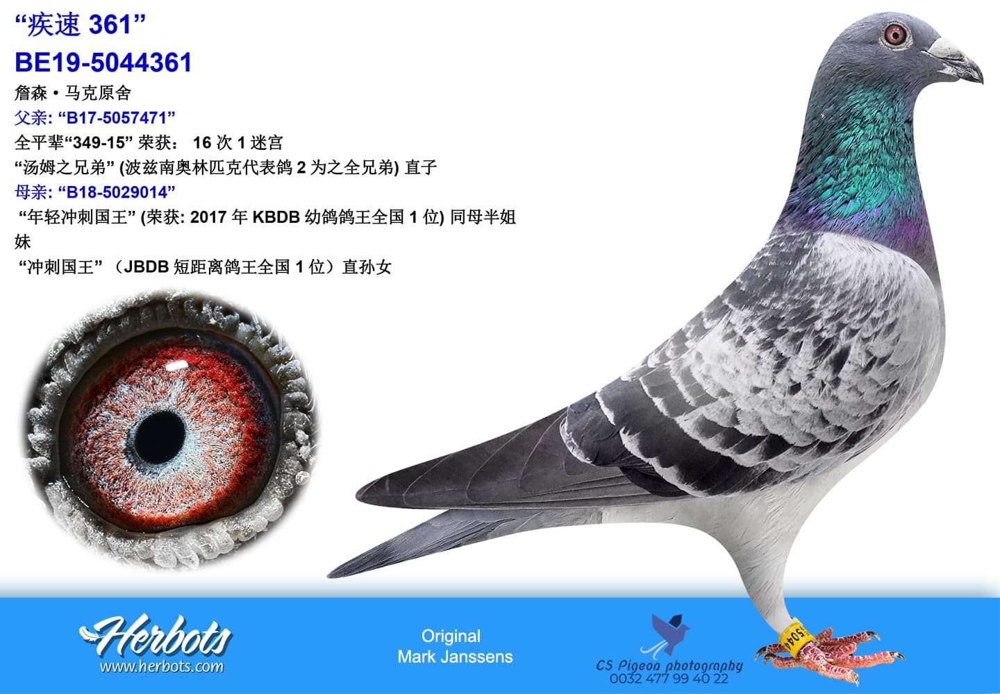 pigeon: undefined