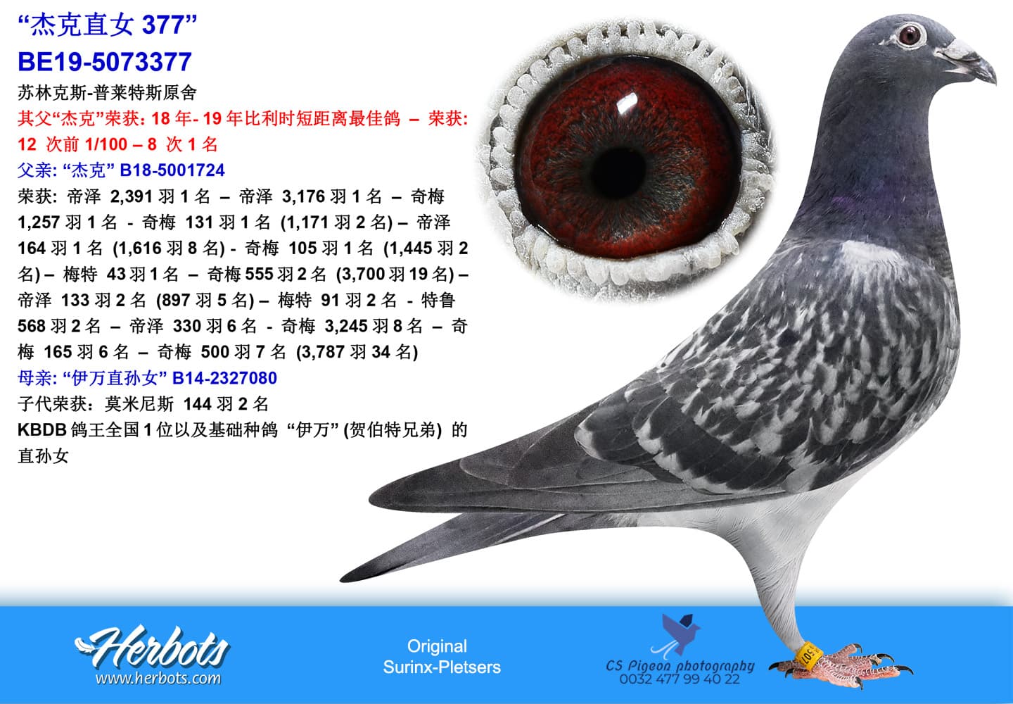 pigeon: undefined