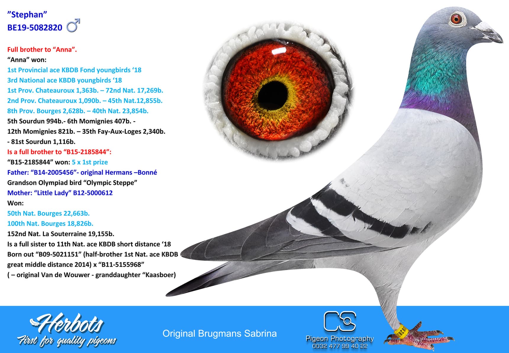 pigeon: undefined