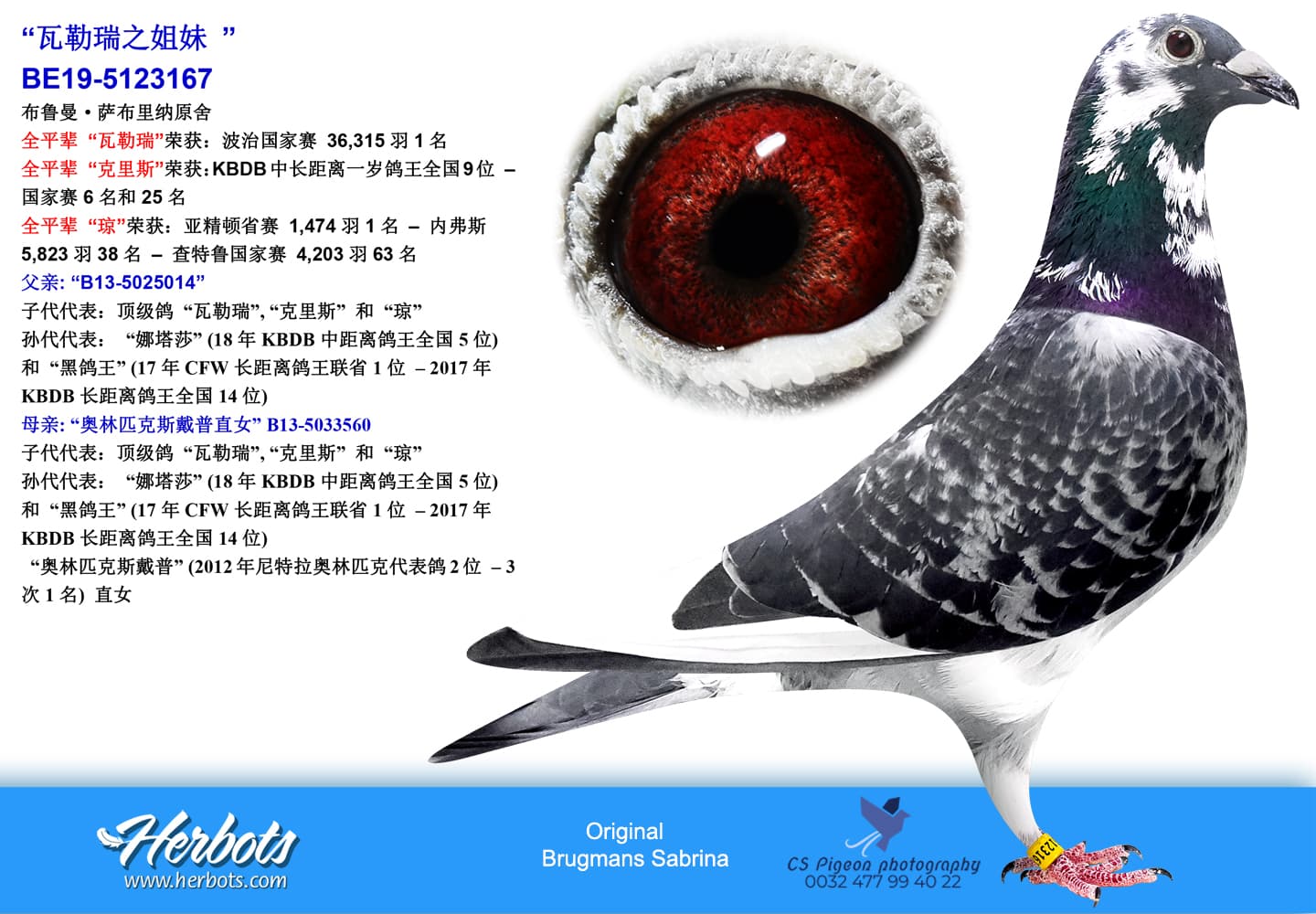 pigeon: undefined
