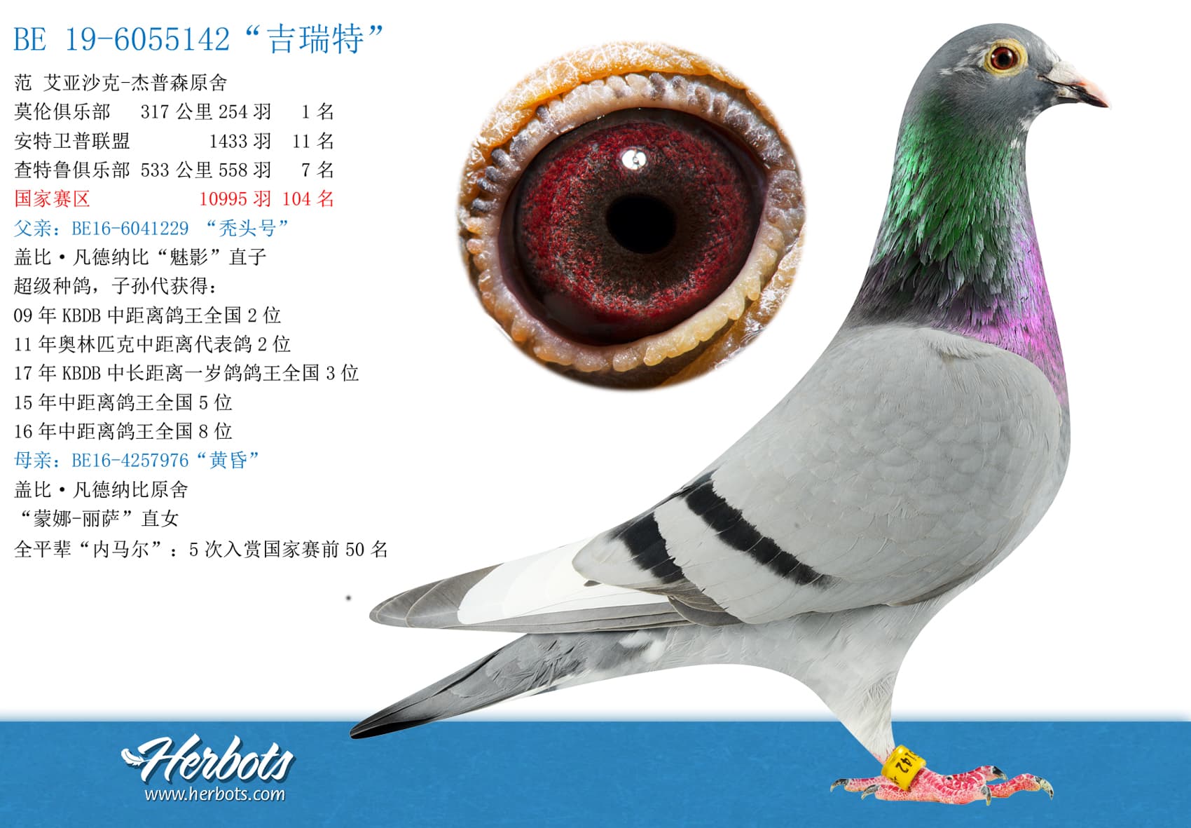 pigeon: “吉瑞特”