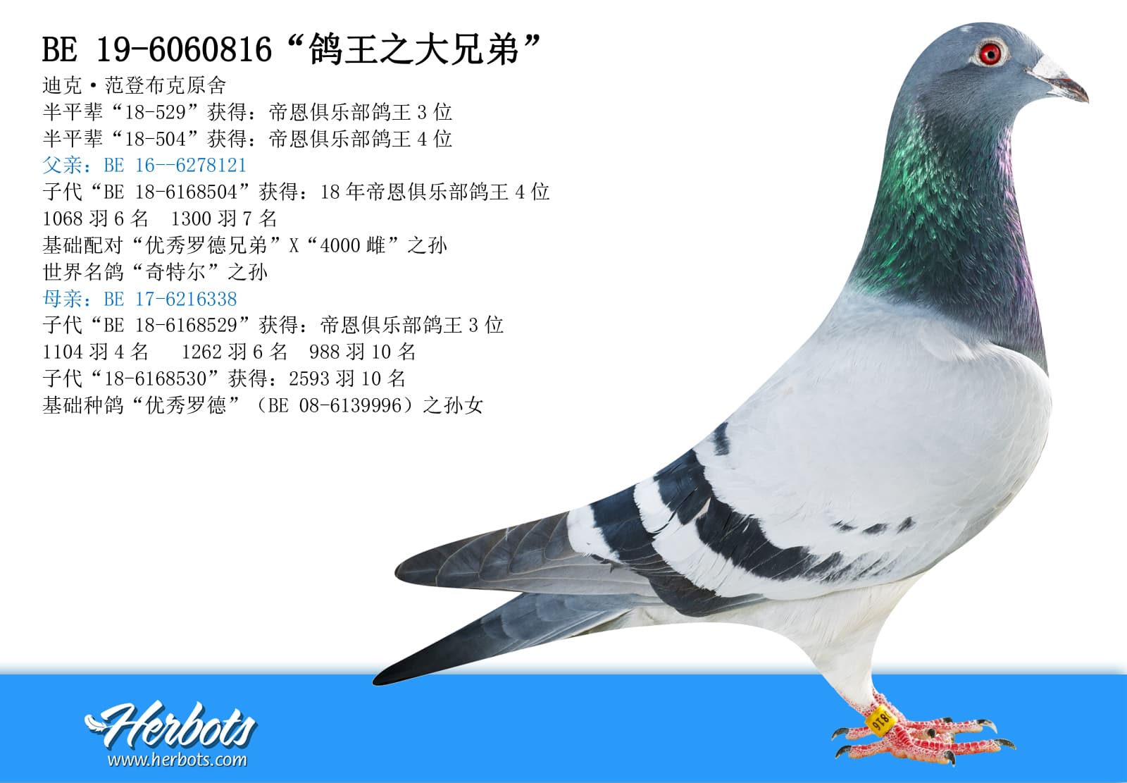 pigeon: undefined