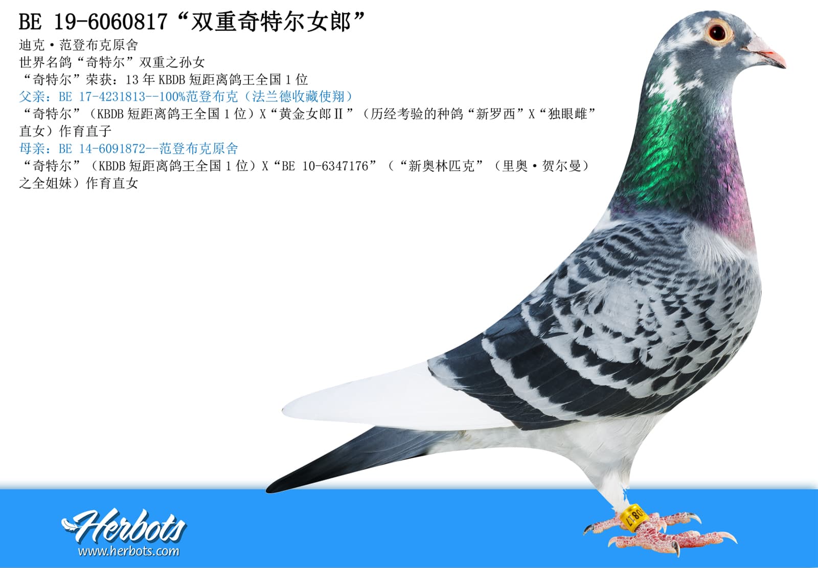 pigeon: undefined