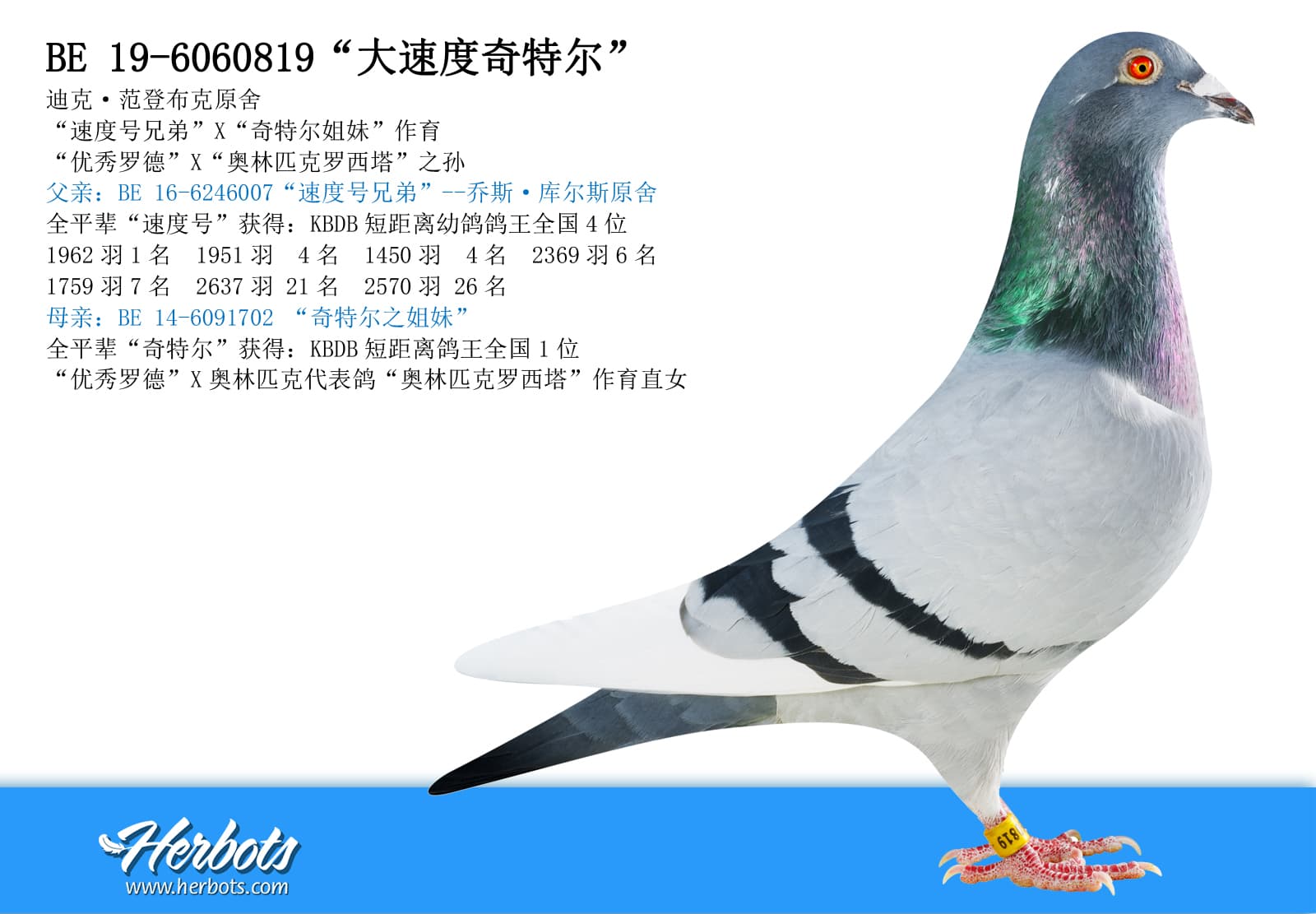 pigeon: undefined