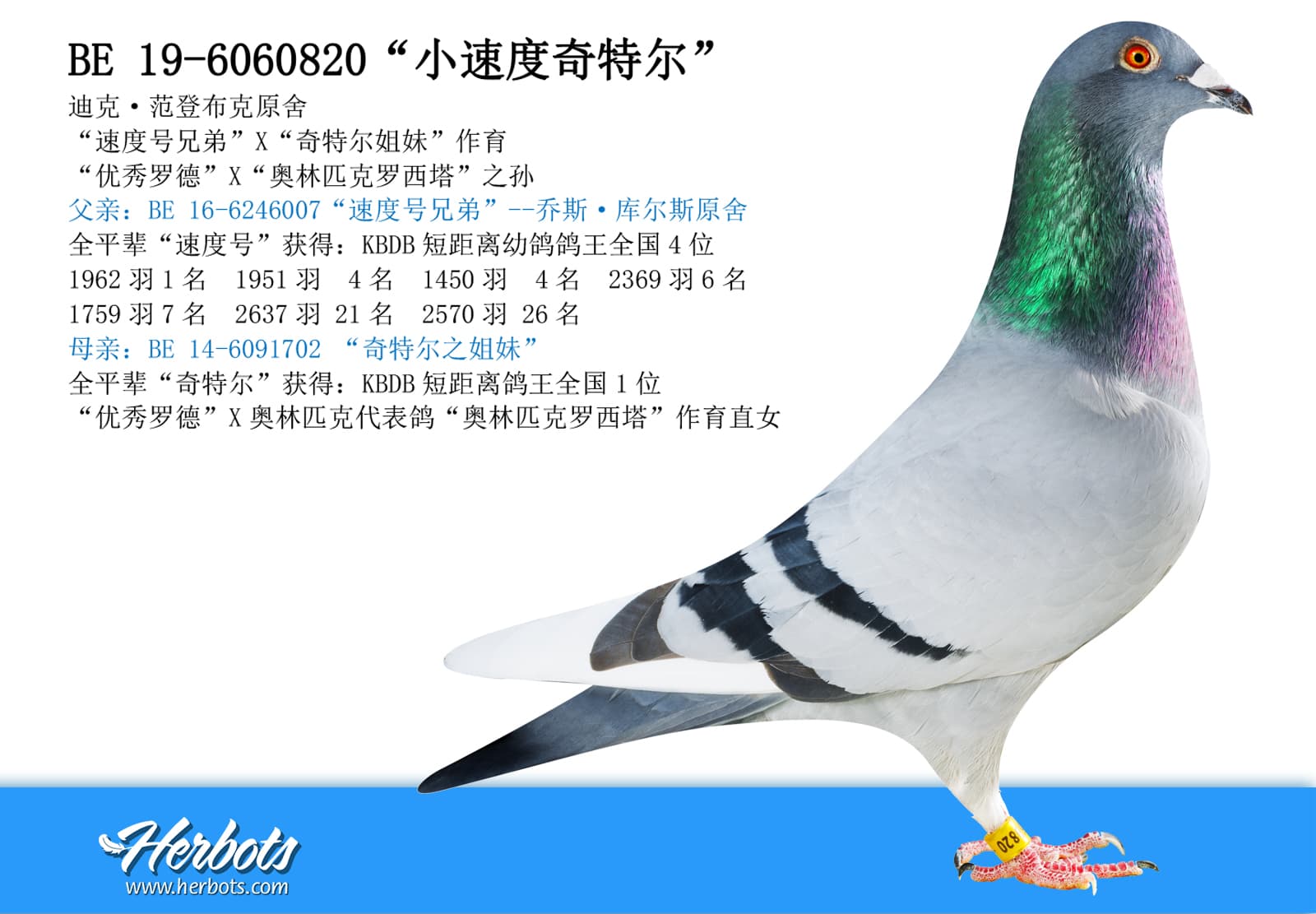 pigeon: undefined