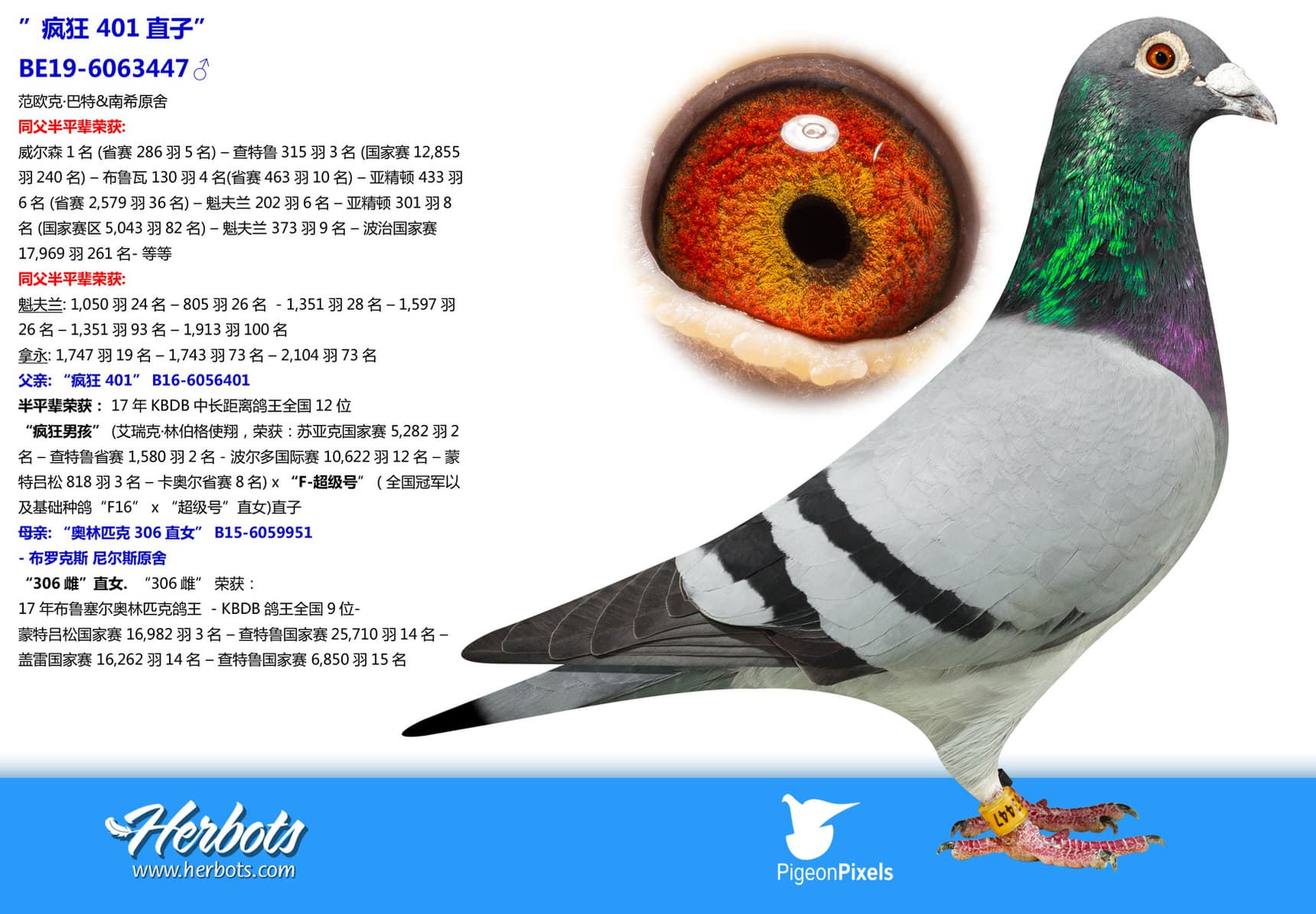 pigeon: undefined