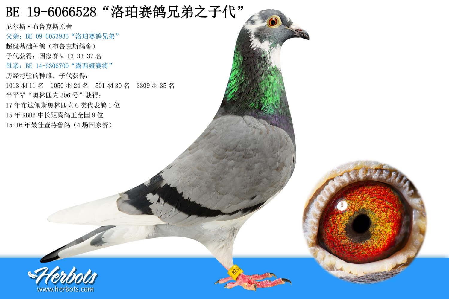pigeon: “洛珀赛鸽兄弟之子代”