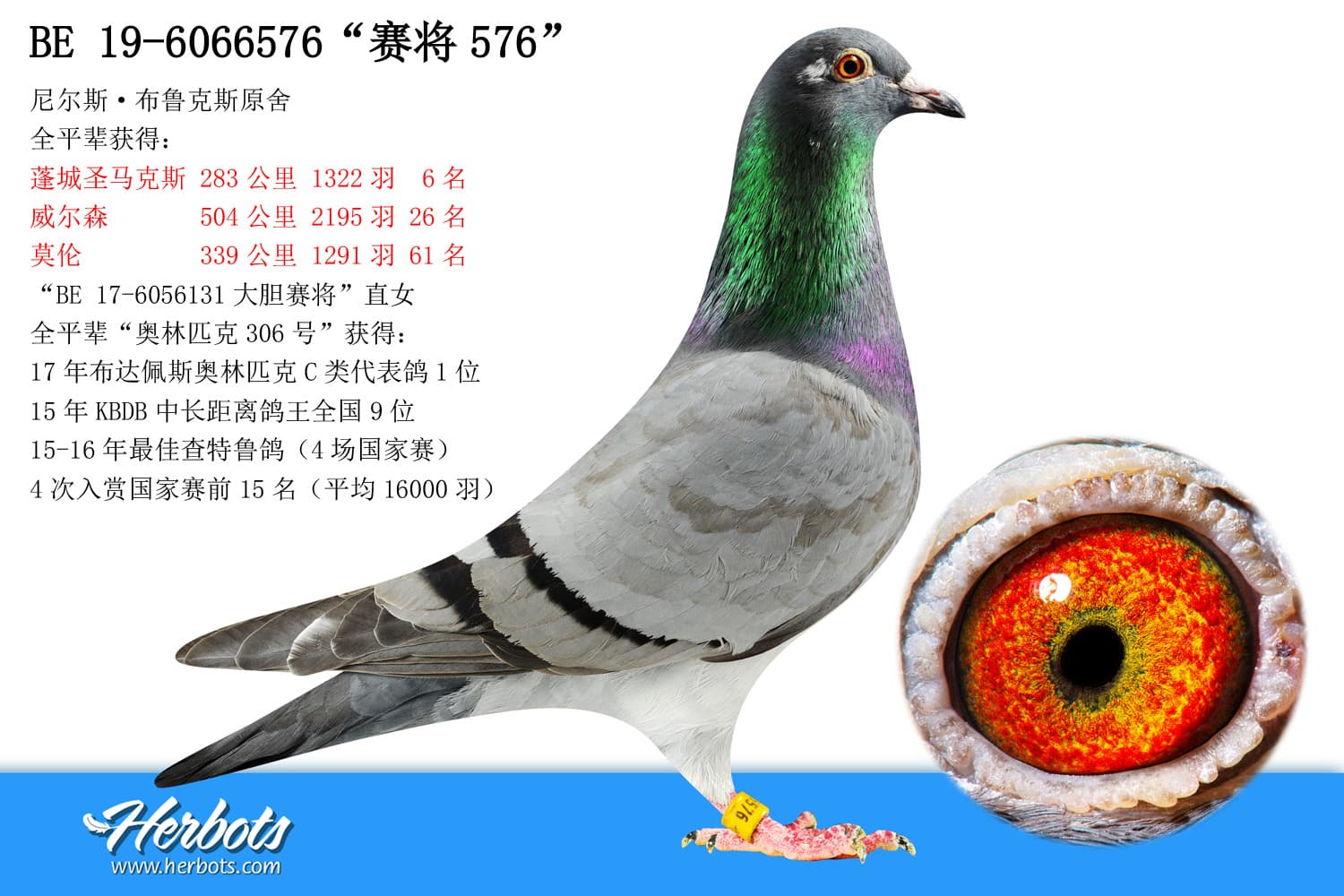 pigeon: “赛将576”