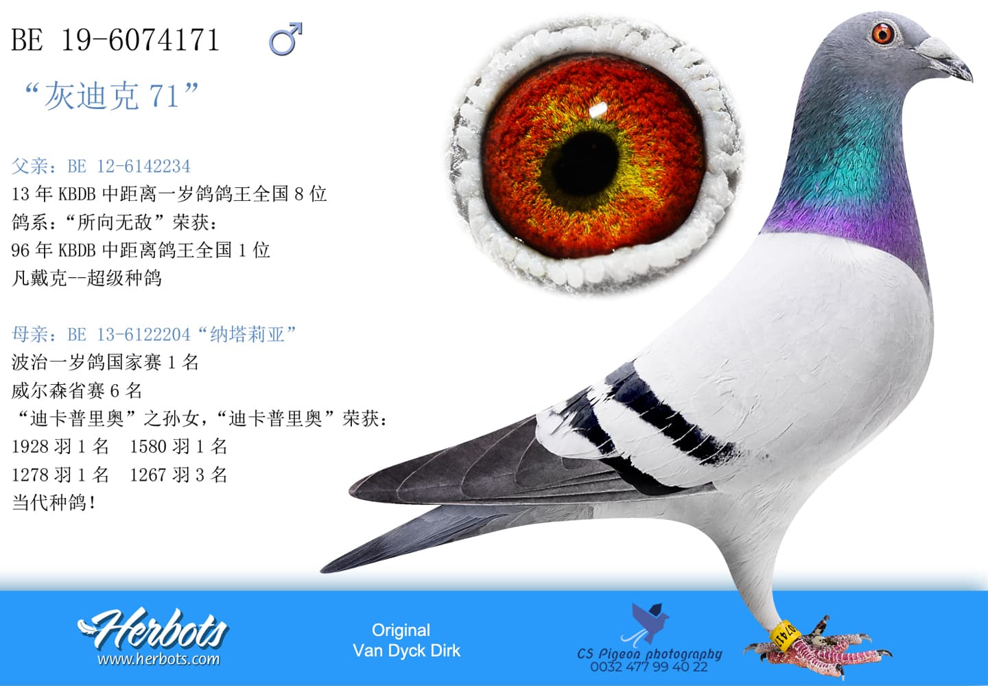 pigeon: “灰迪克71”