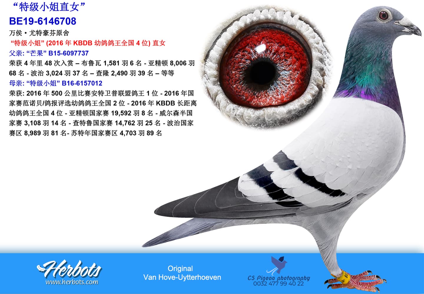 pigeon: undefined