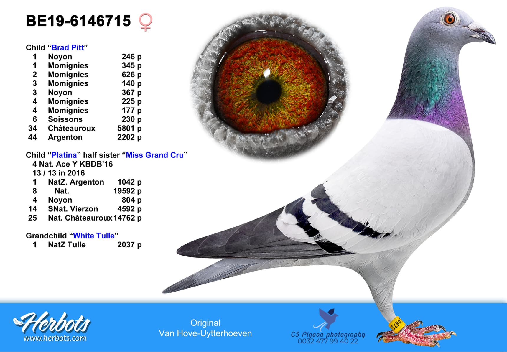 pigeon: undefined