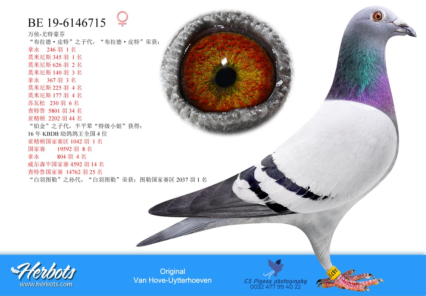 pigeon: undefined