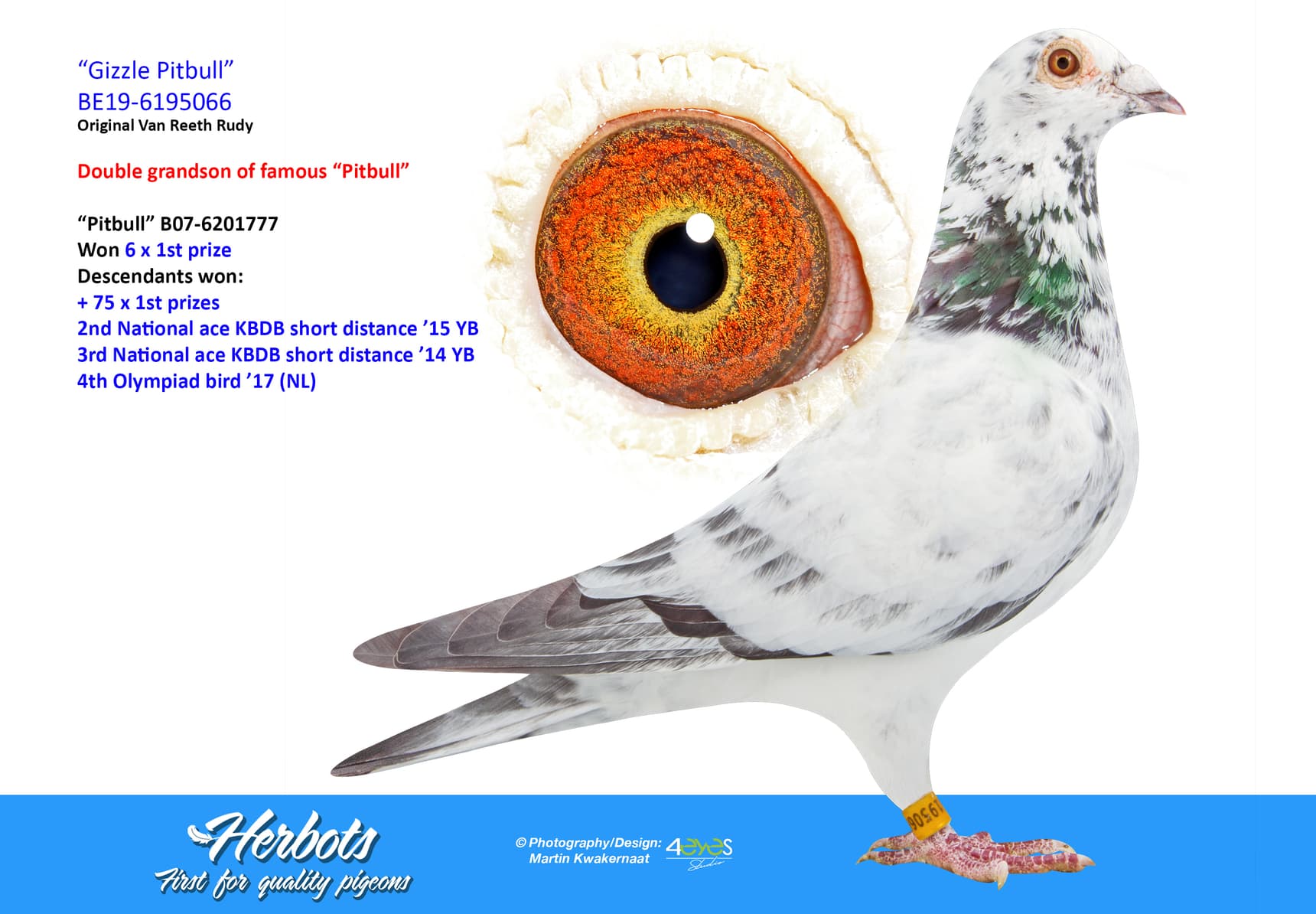 pigeon: undefined