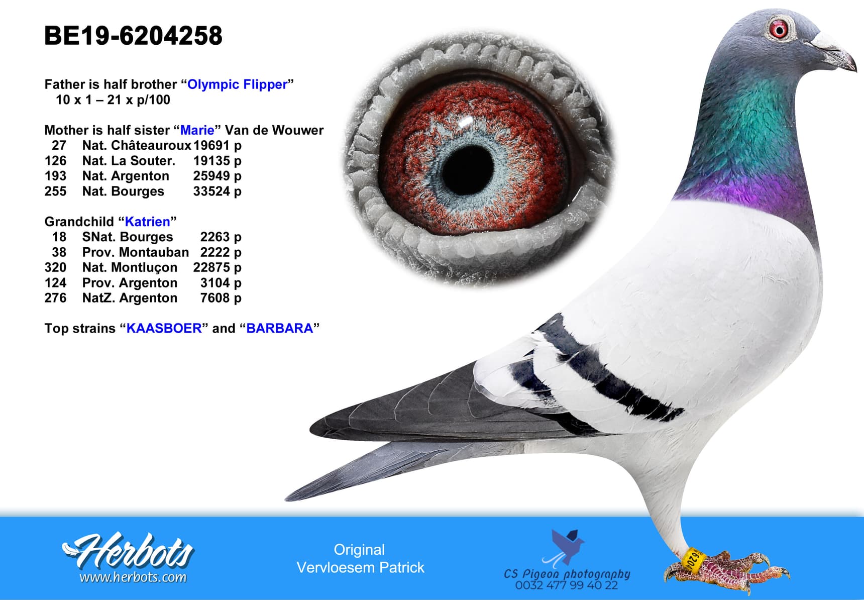 pigeon: undefined