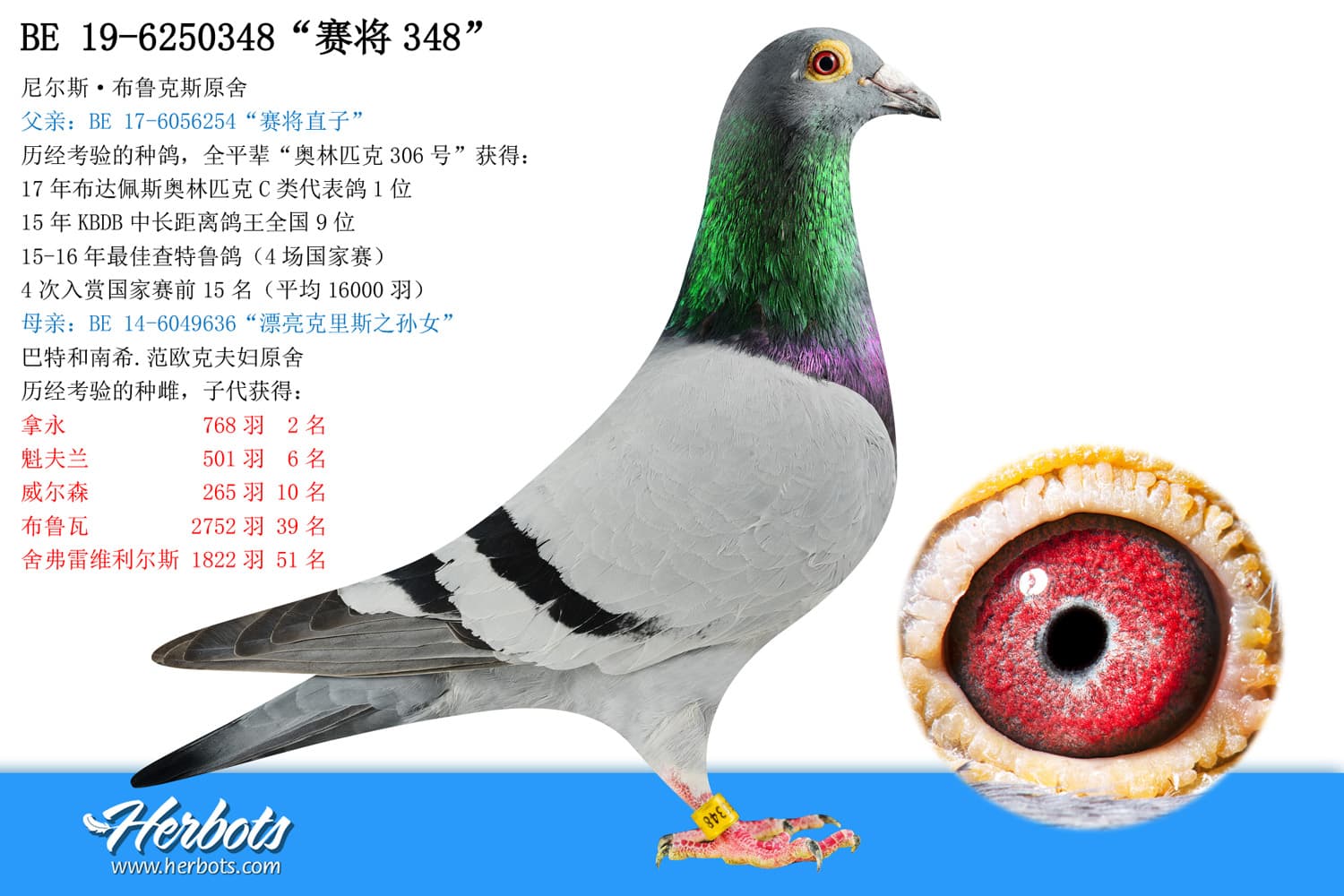 pigeon: “赛将348”