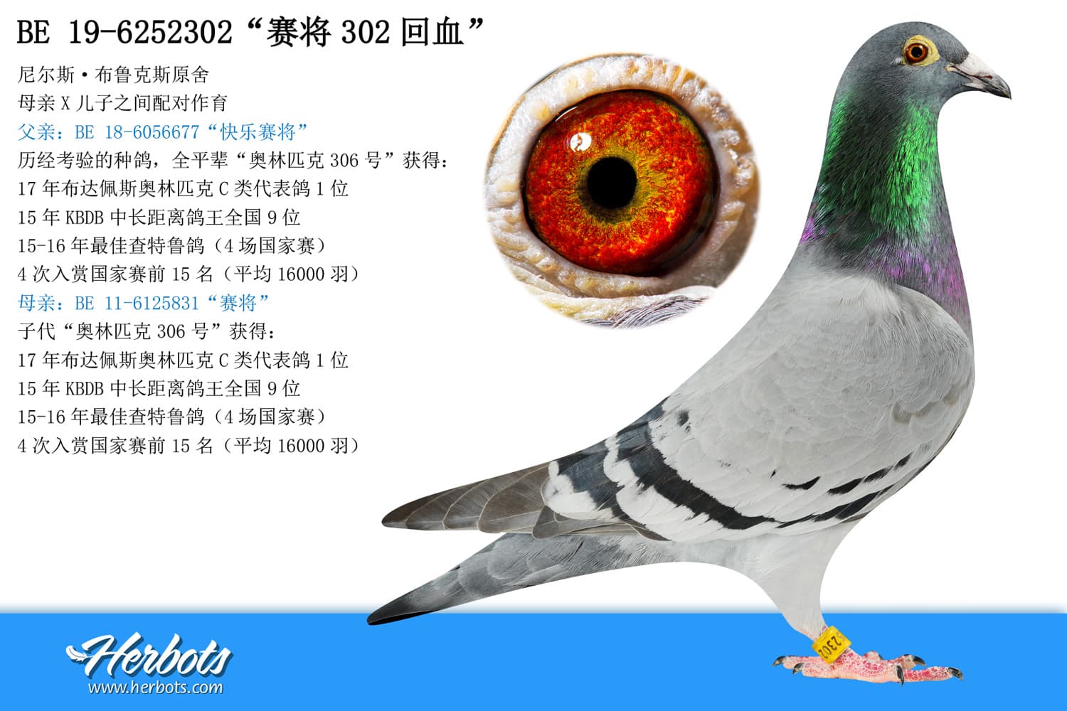 pigeon: “赛将302回血”