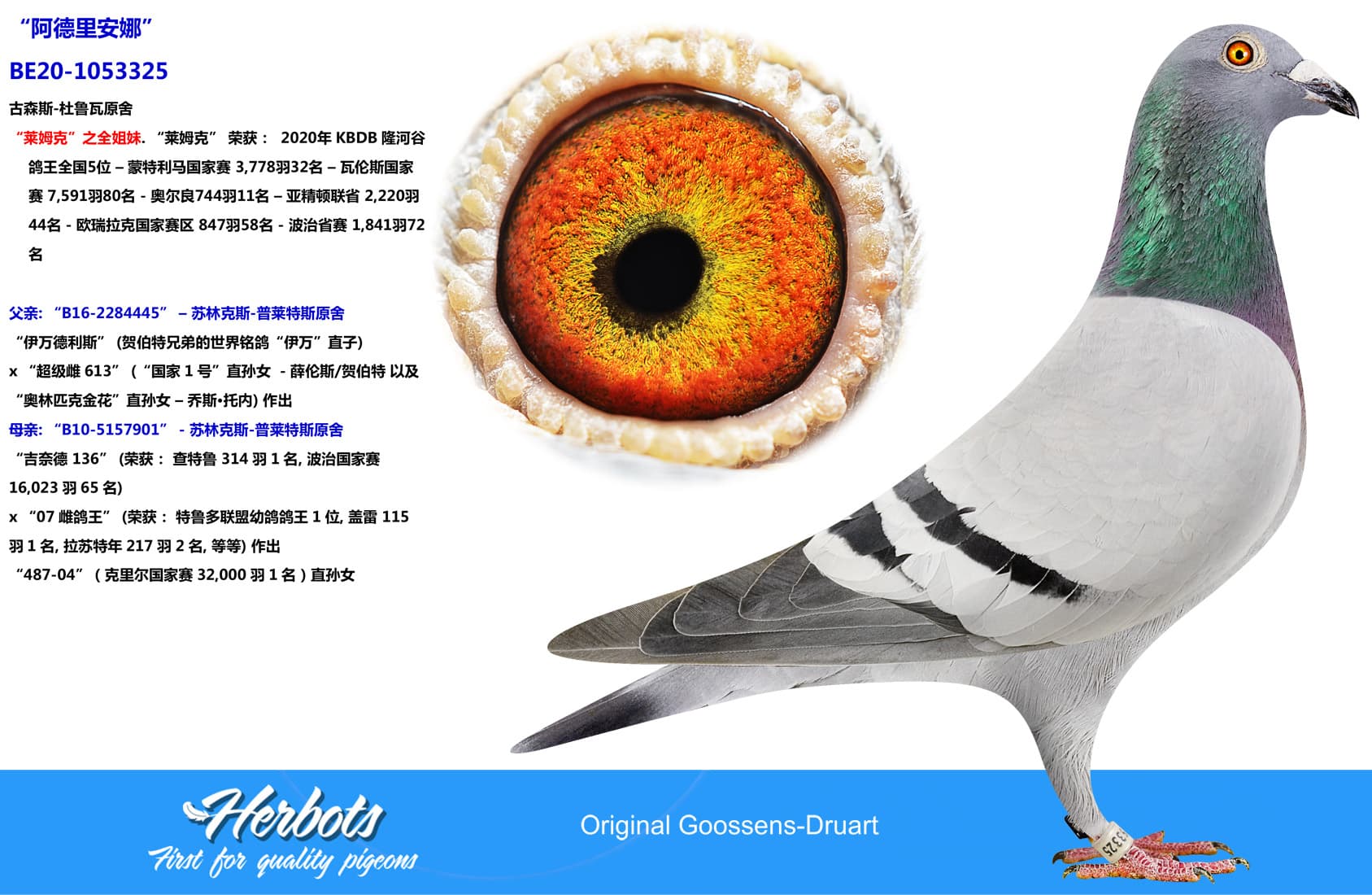 pigeon: undefined