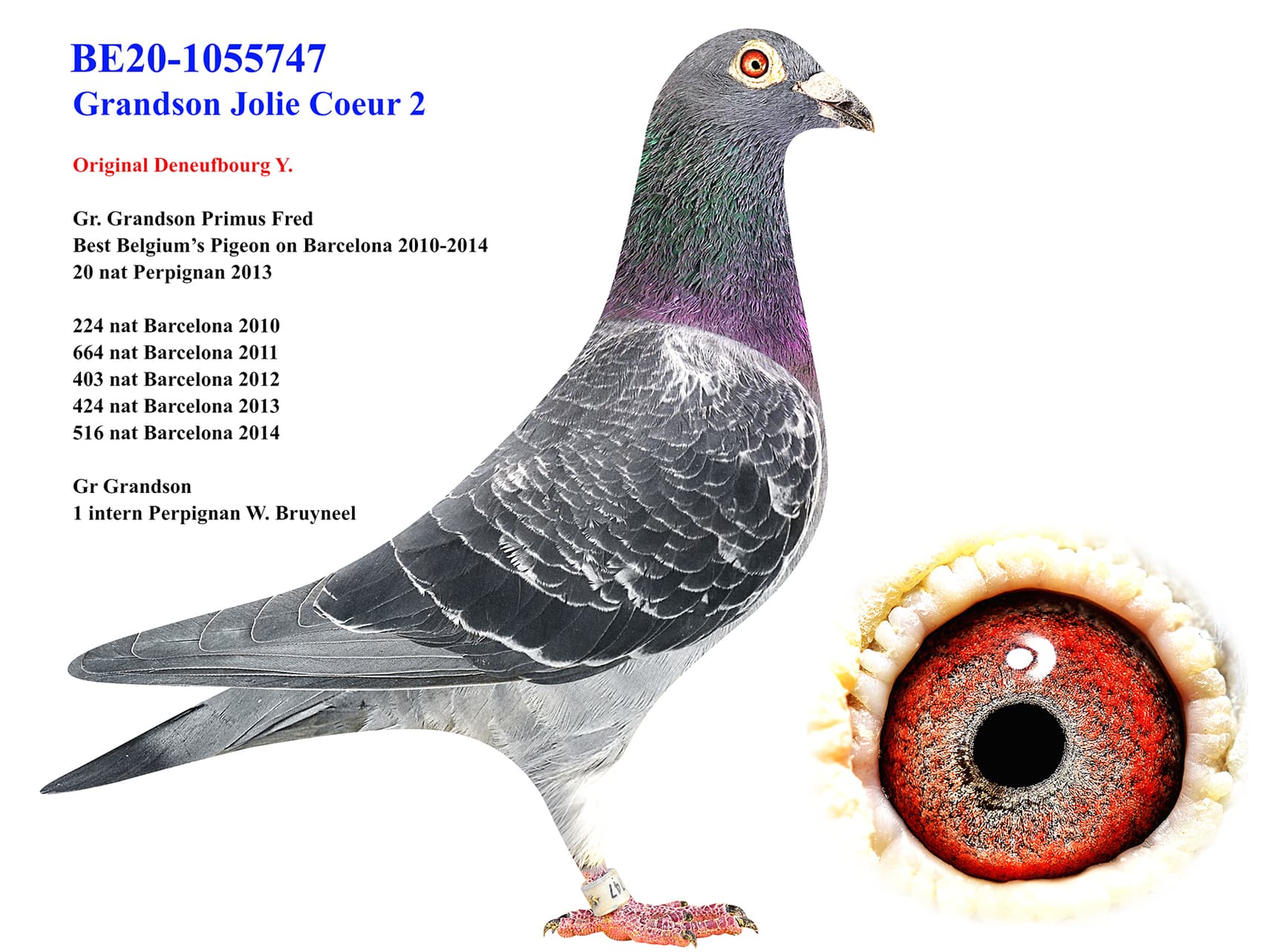 pigeon: undefined