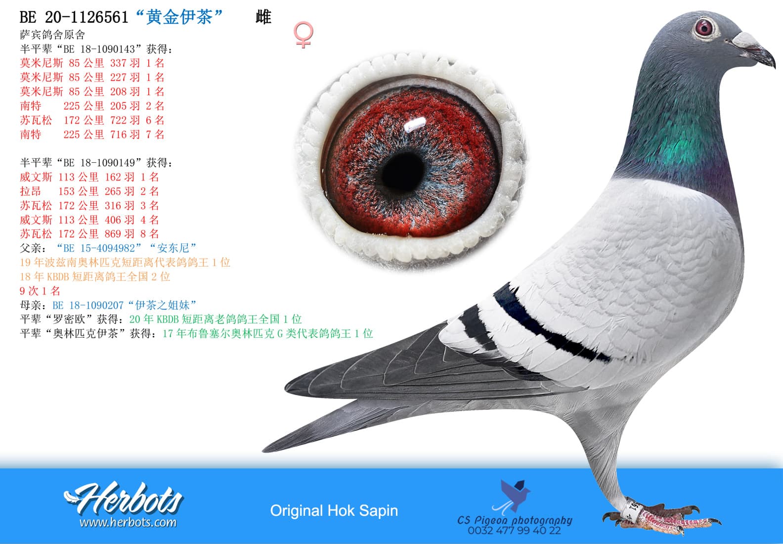 pigeon: undefined