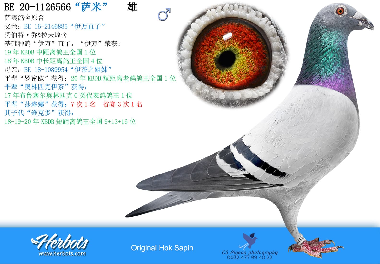 pigeon: undefined