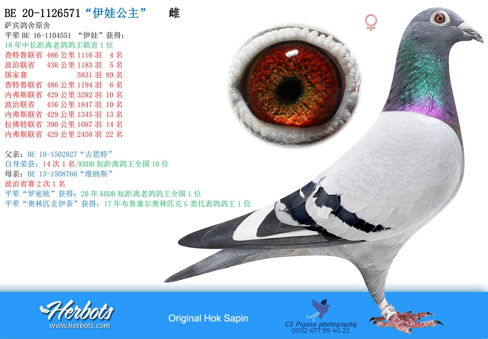 pigeon: undefined