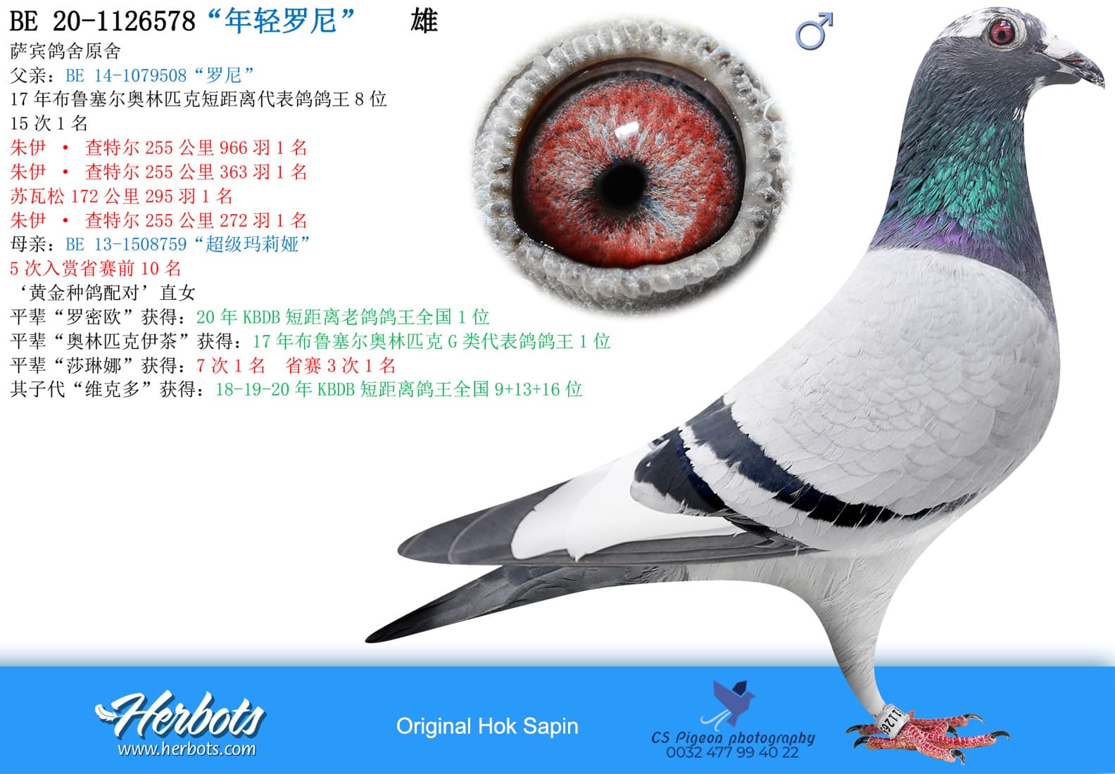 pigeon: undefined