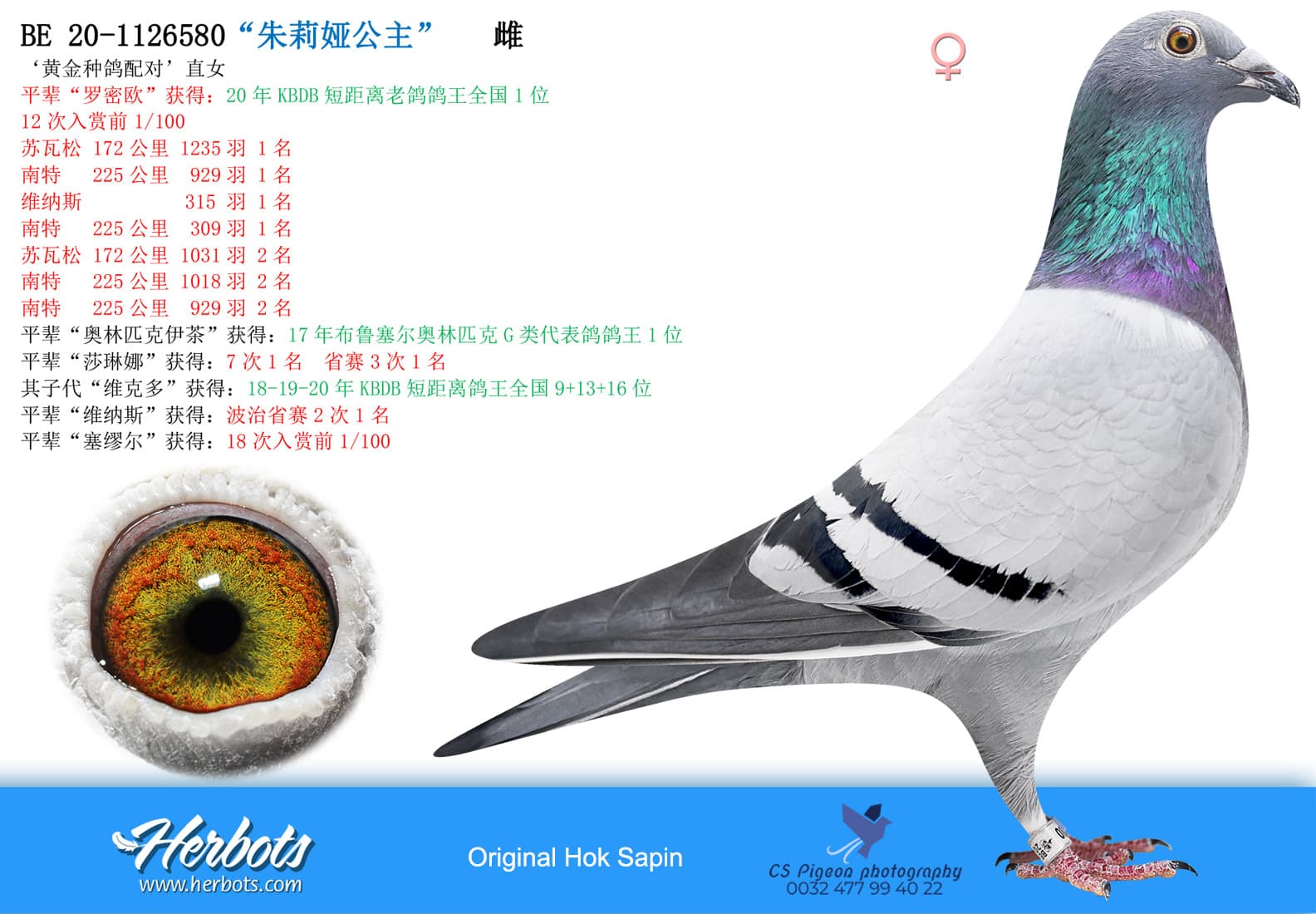 pigeon: undefined