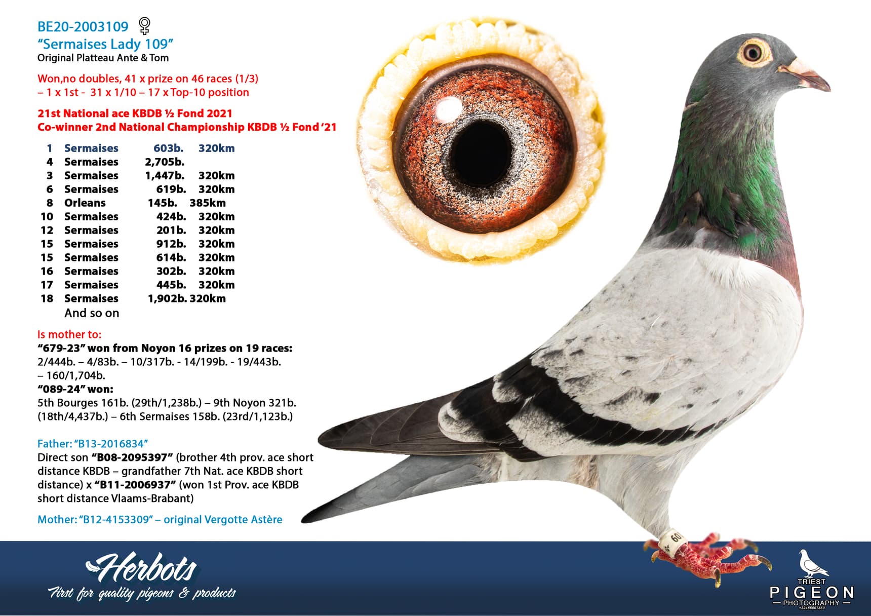 pigeon: undefined