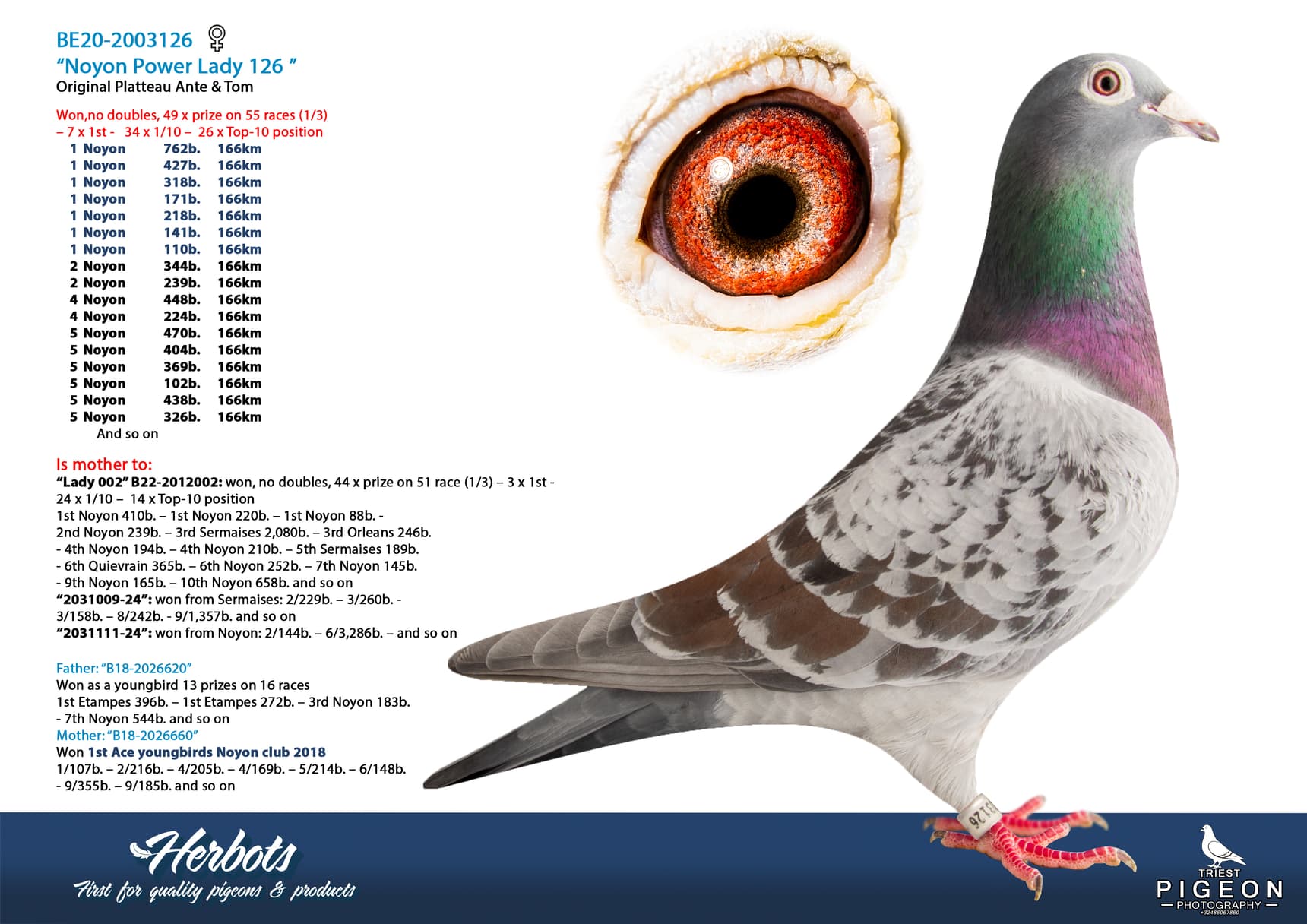pigeon: undefined