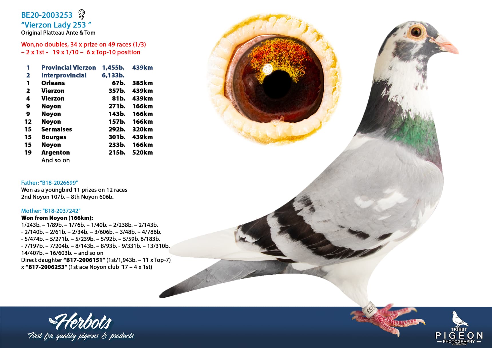 pigeon: undefined