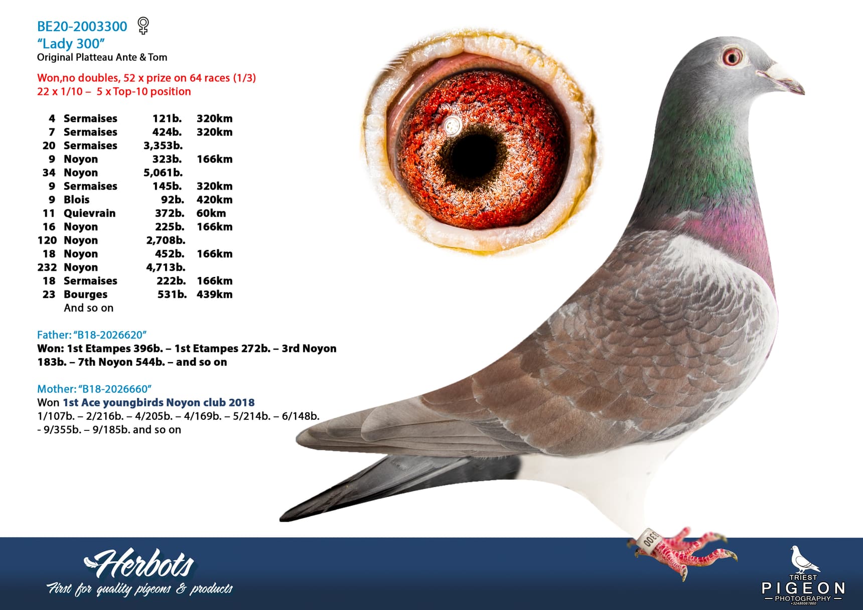pigeon: undefined