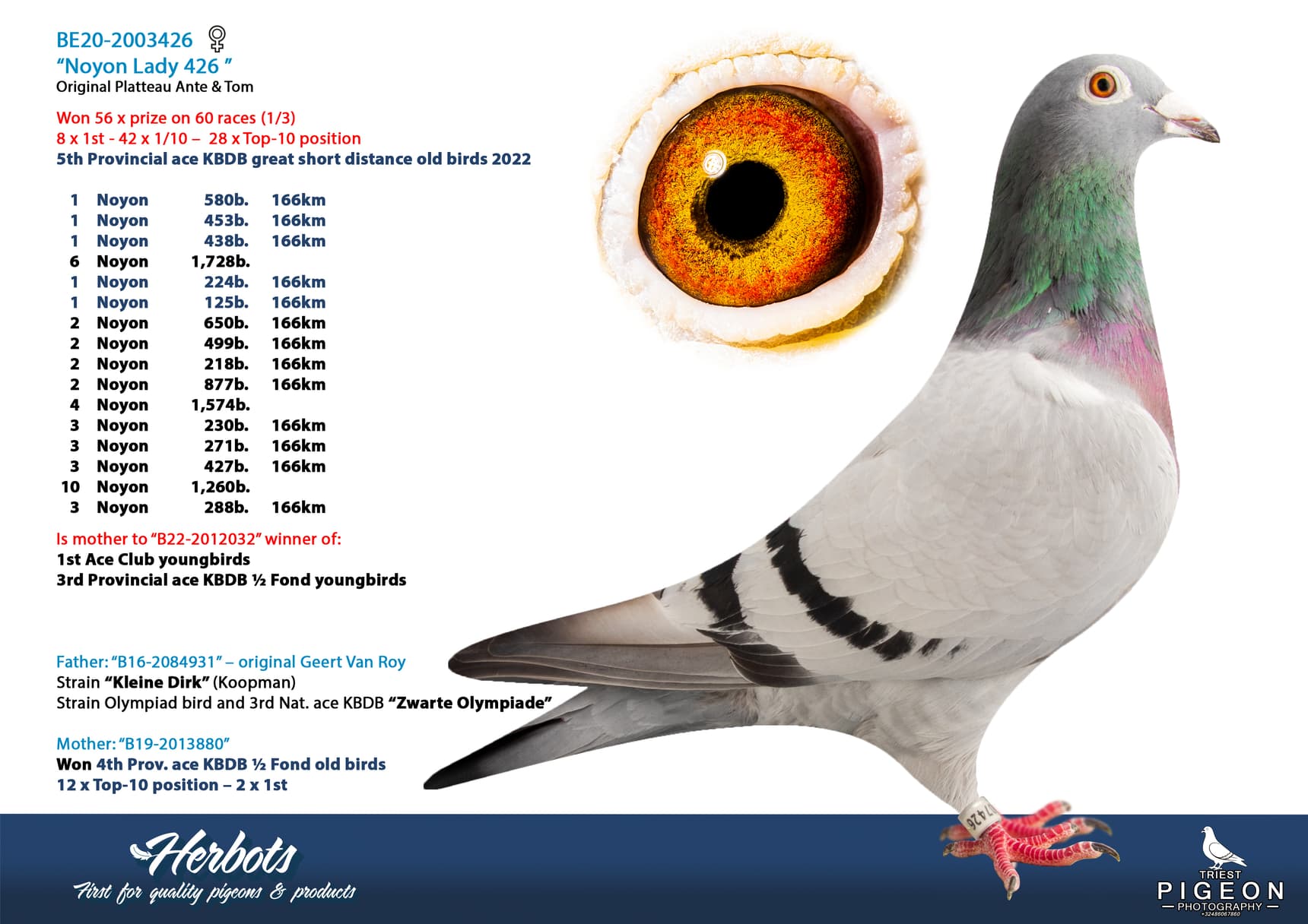 pigeon: undefined