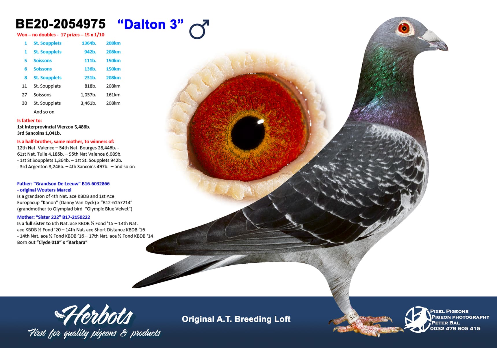 pigeon: undefined