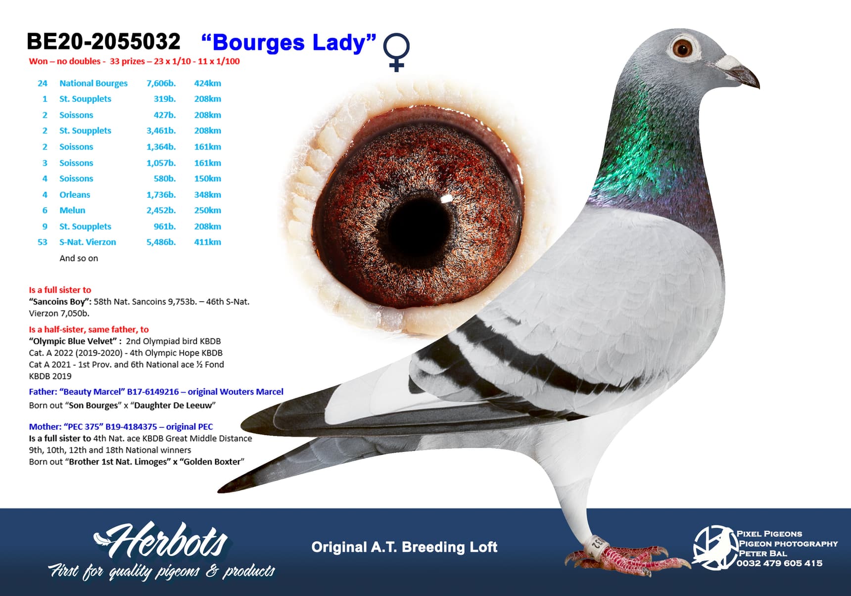 pigeon: undefined