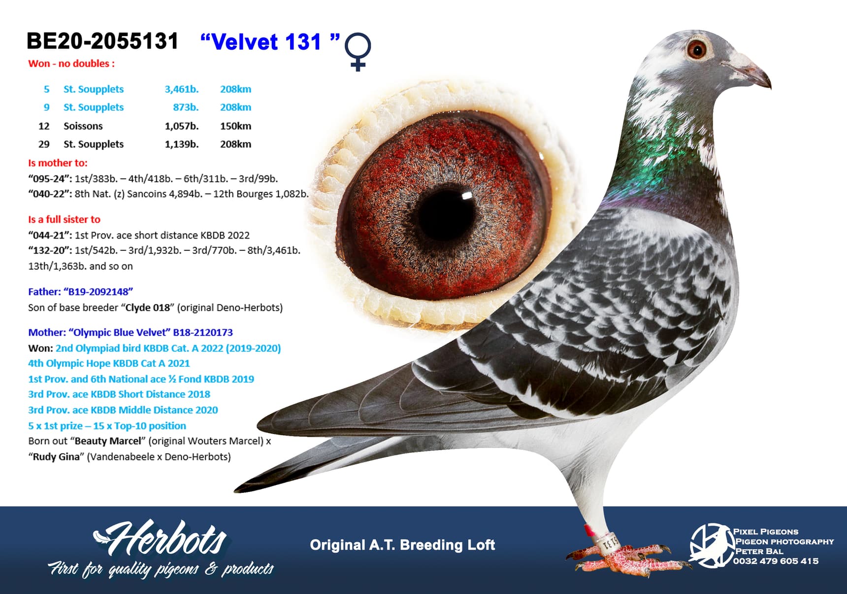 pigeon: undefined