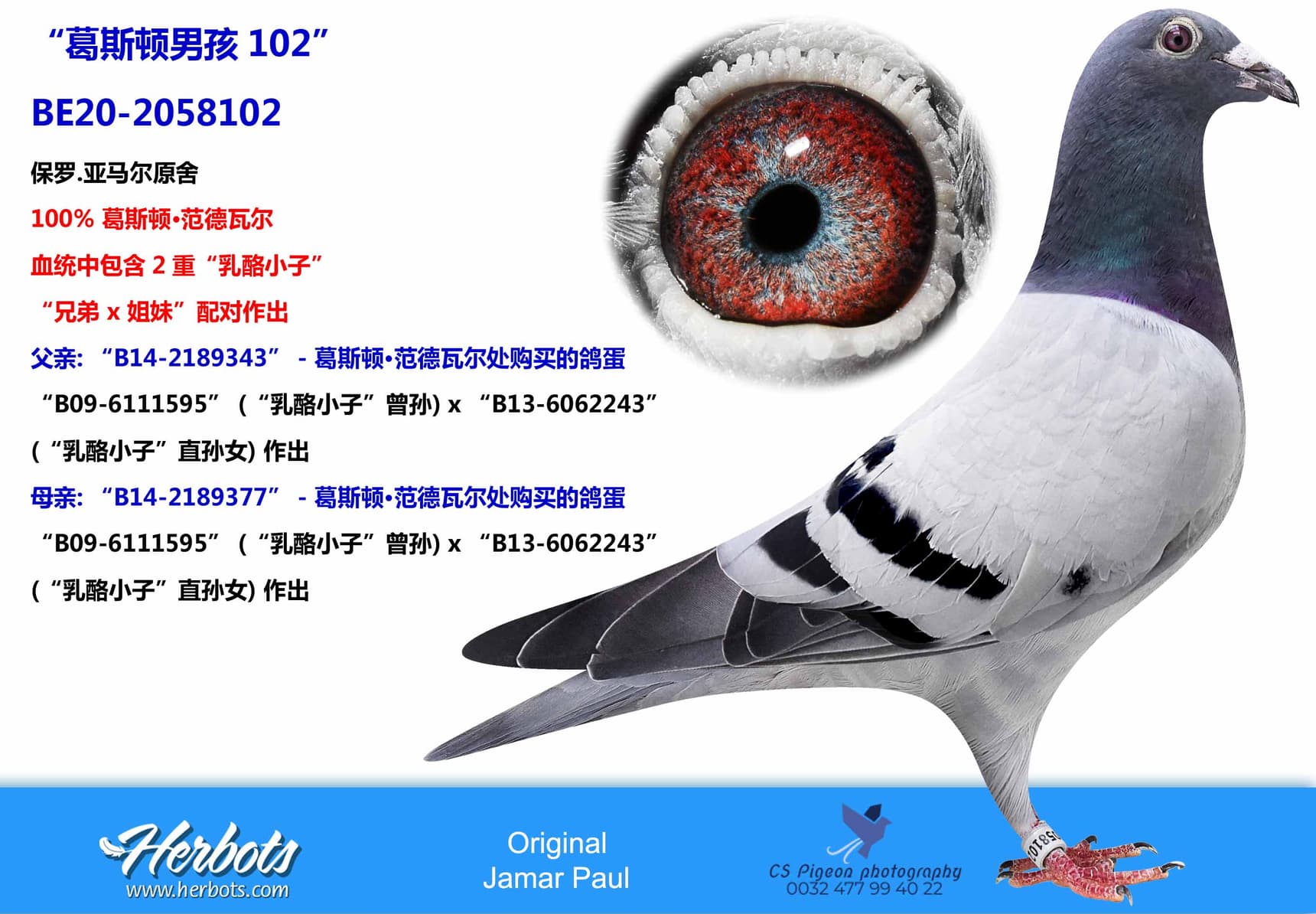 pigeon: “葛斯顿男孩102”