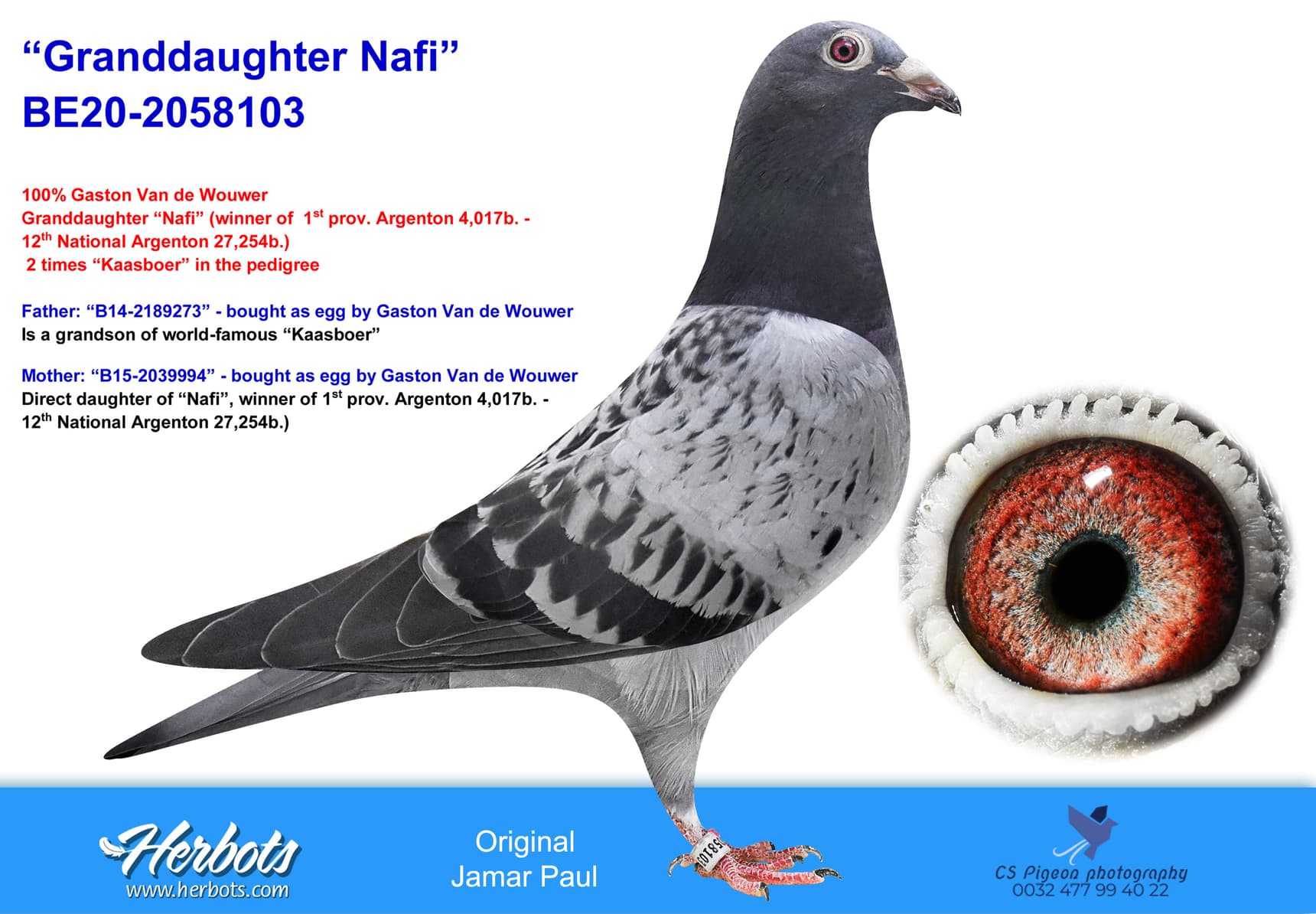 pigeon: undefined