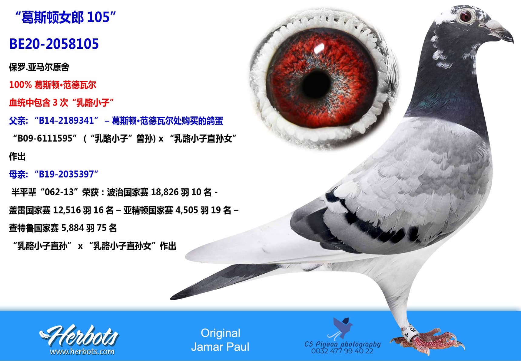 pigeon: “葛斯顿女郎105”